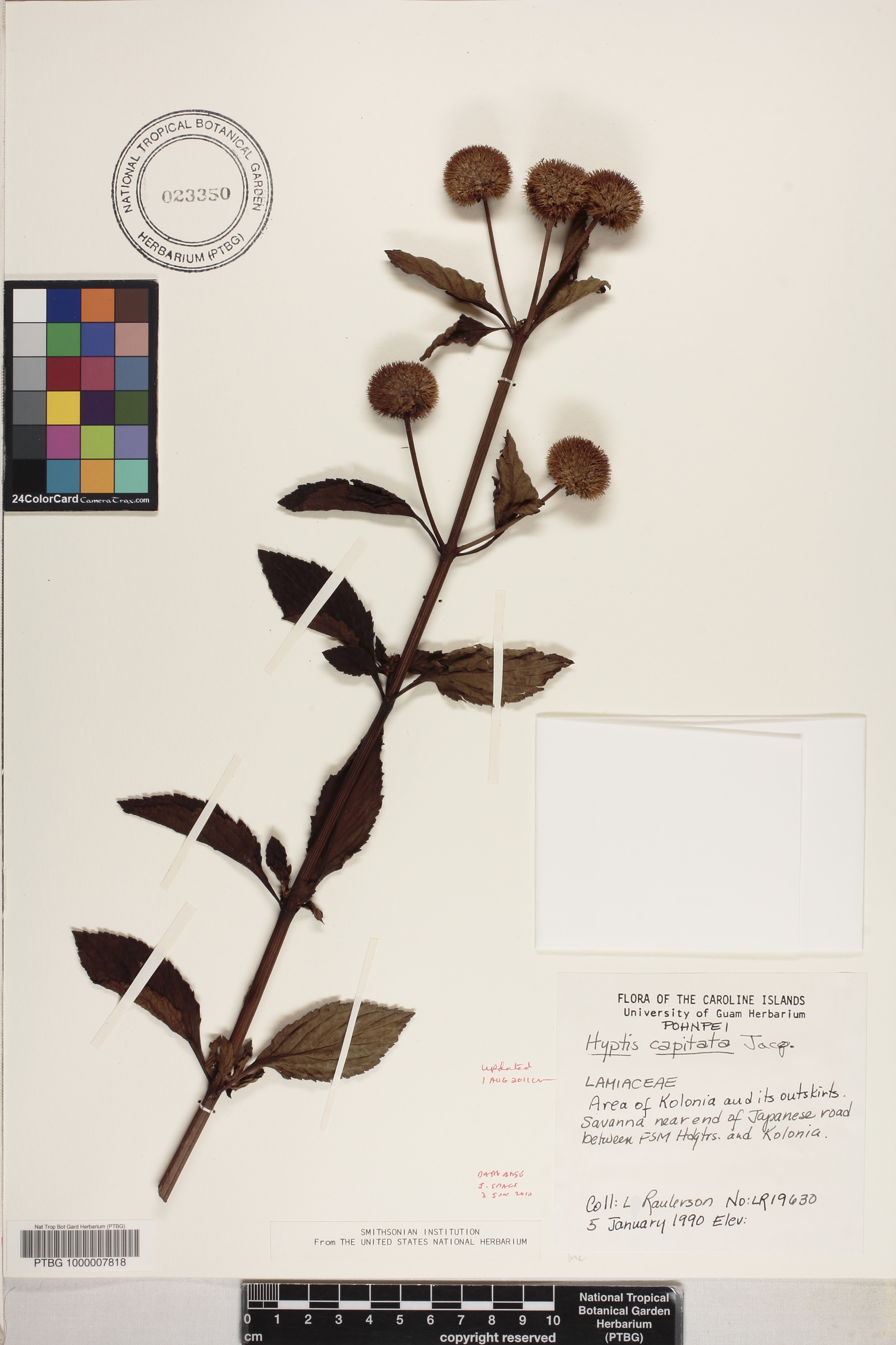 Hyptis capitata image