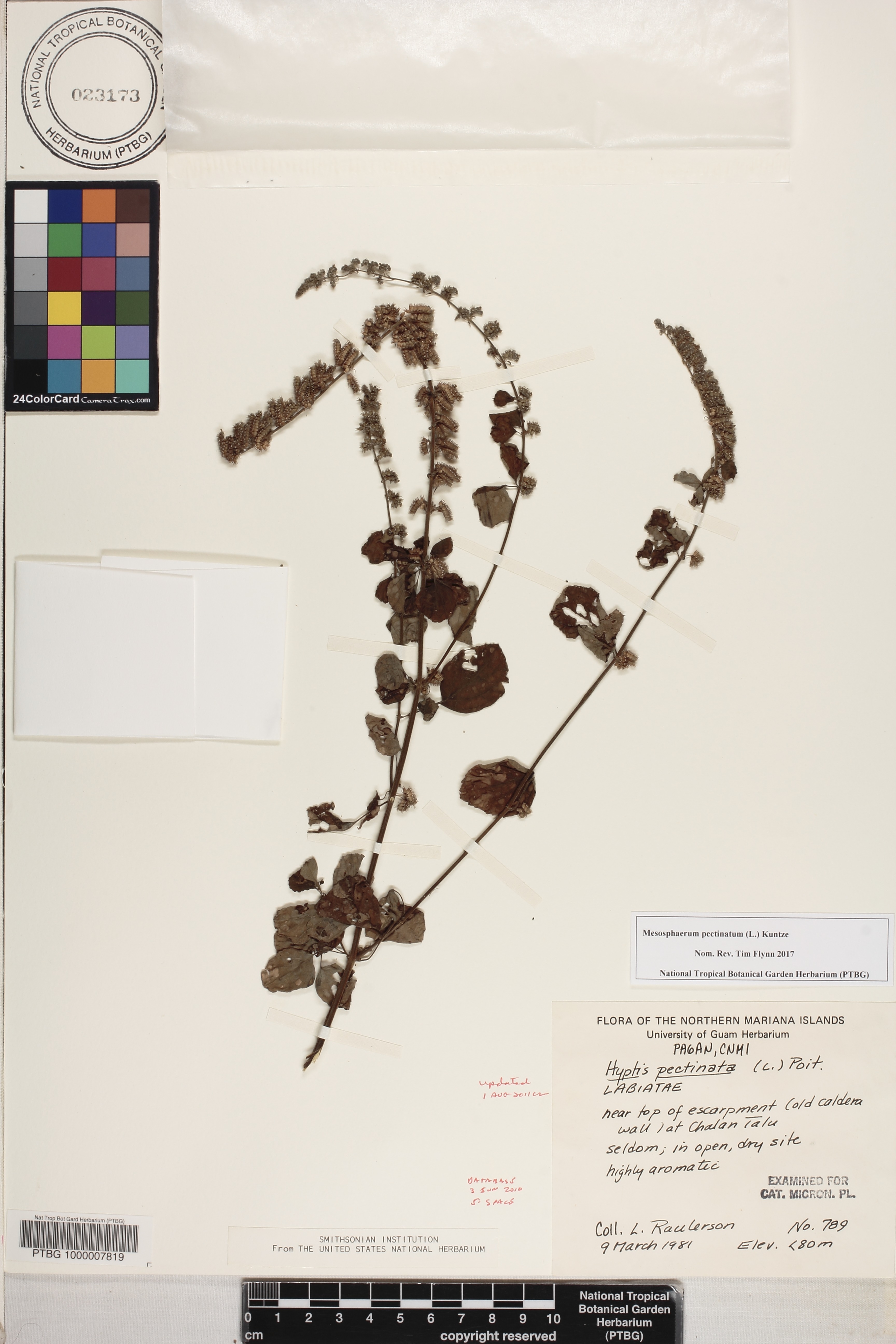 Hyptis pectinata image
