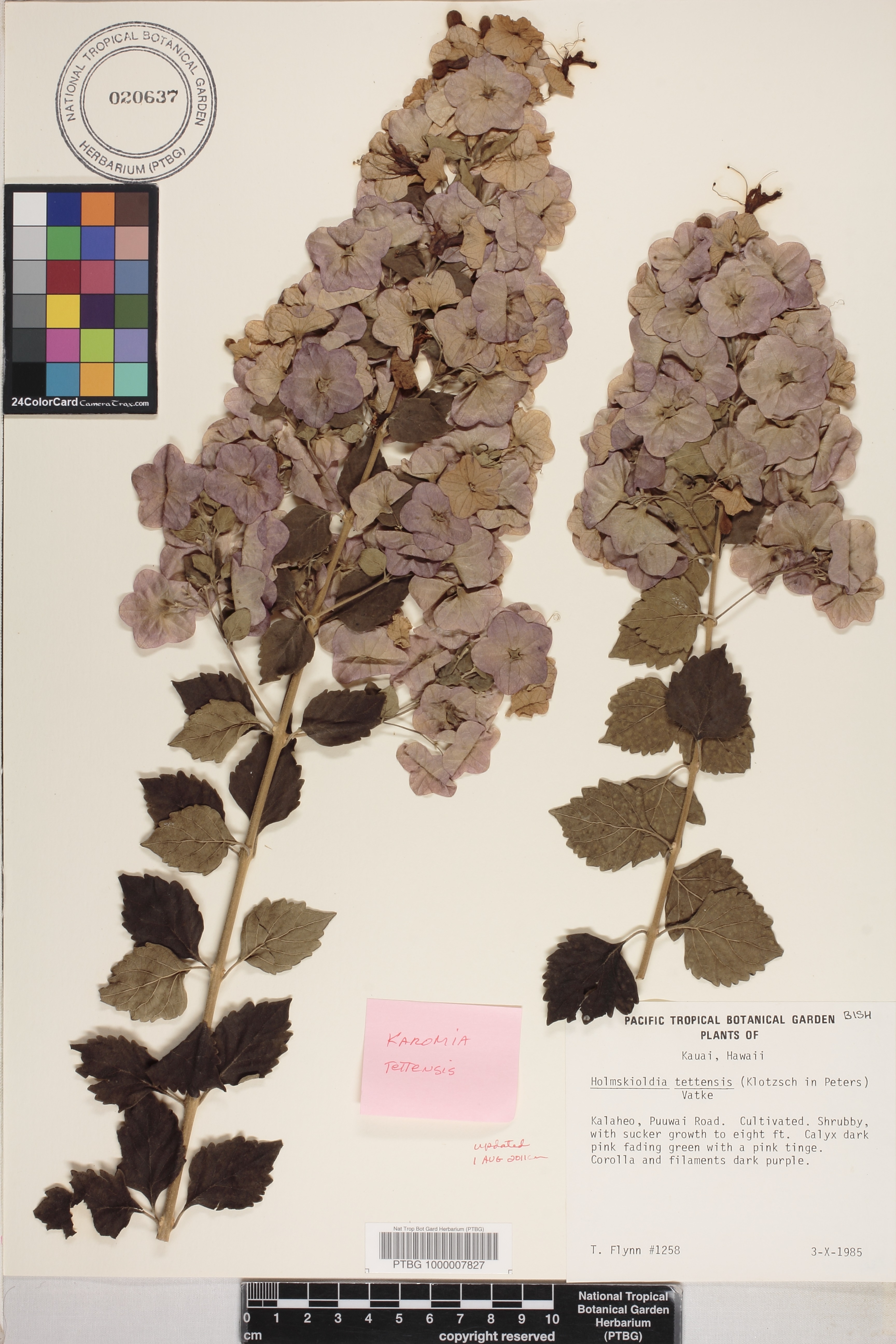 Karomia tettensis image
