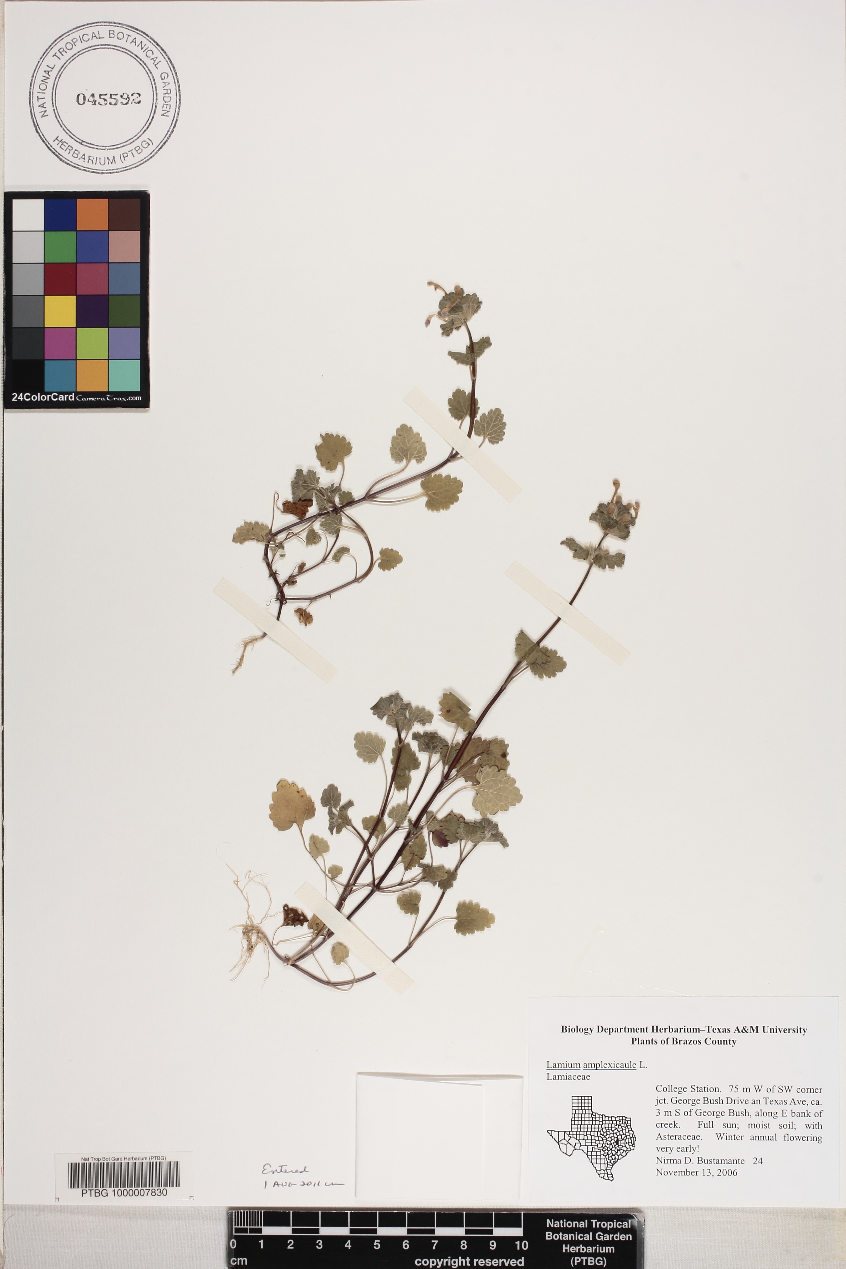 Lamium amplexicaule image
