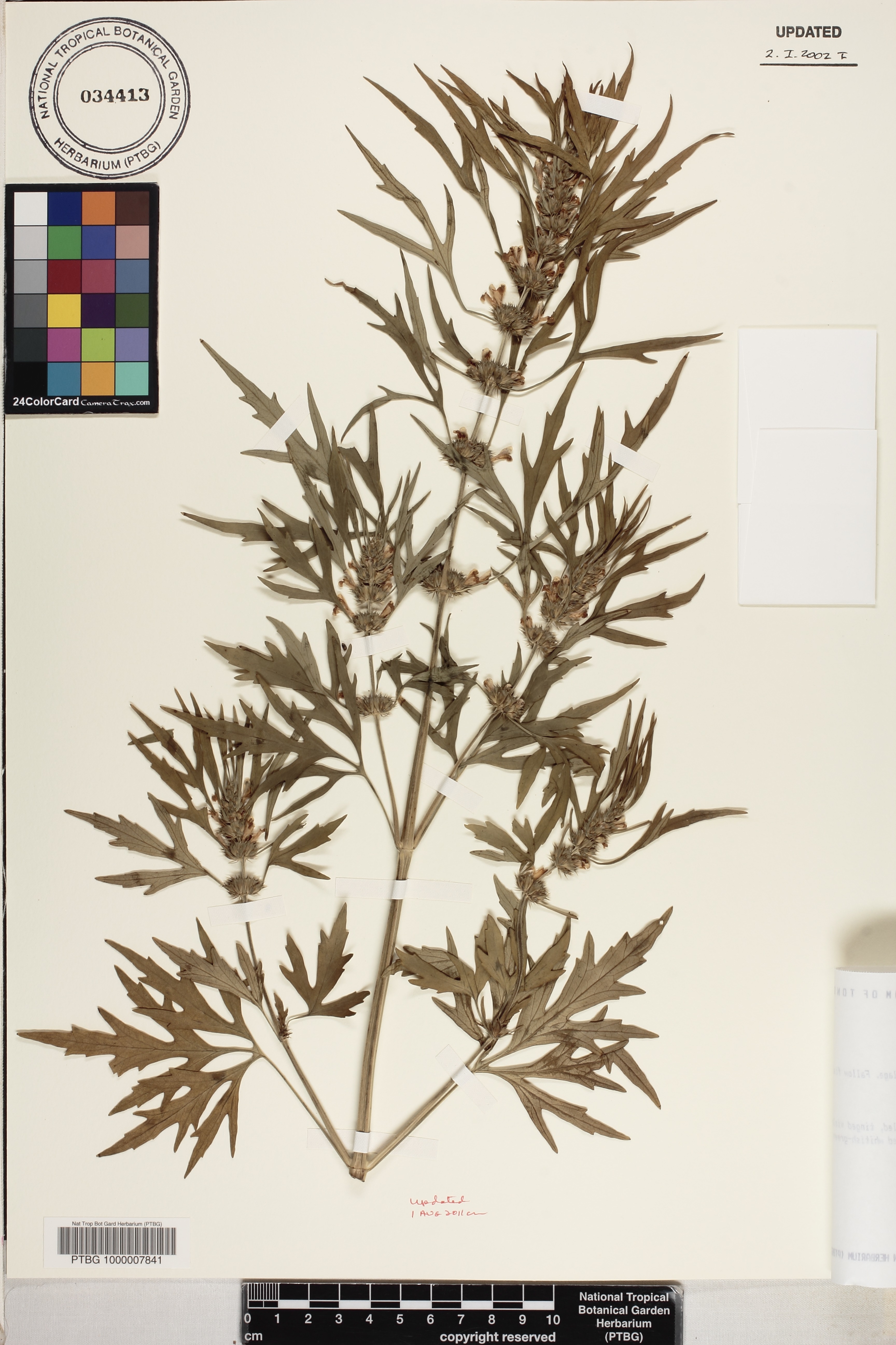 Leonurus japonicus image