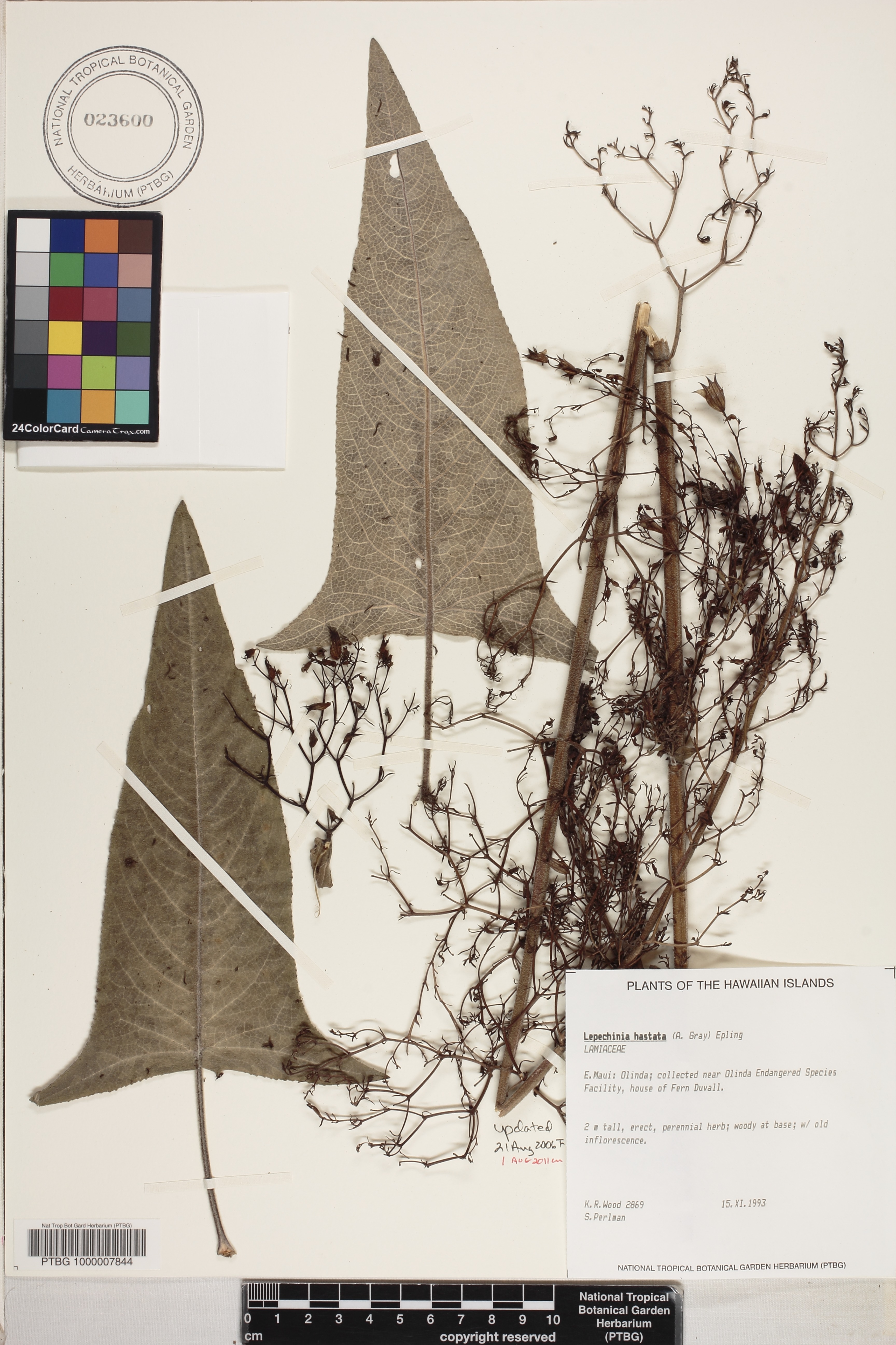 Lepechinia hastata image