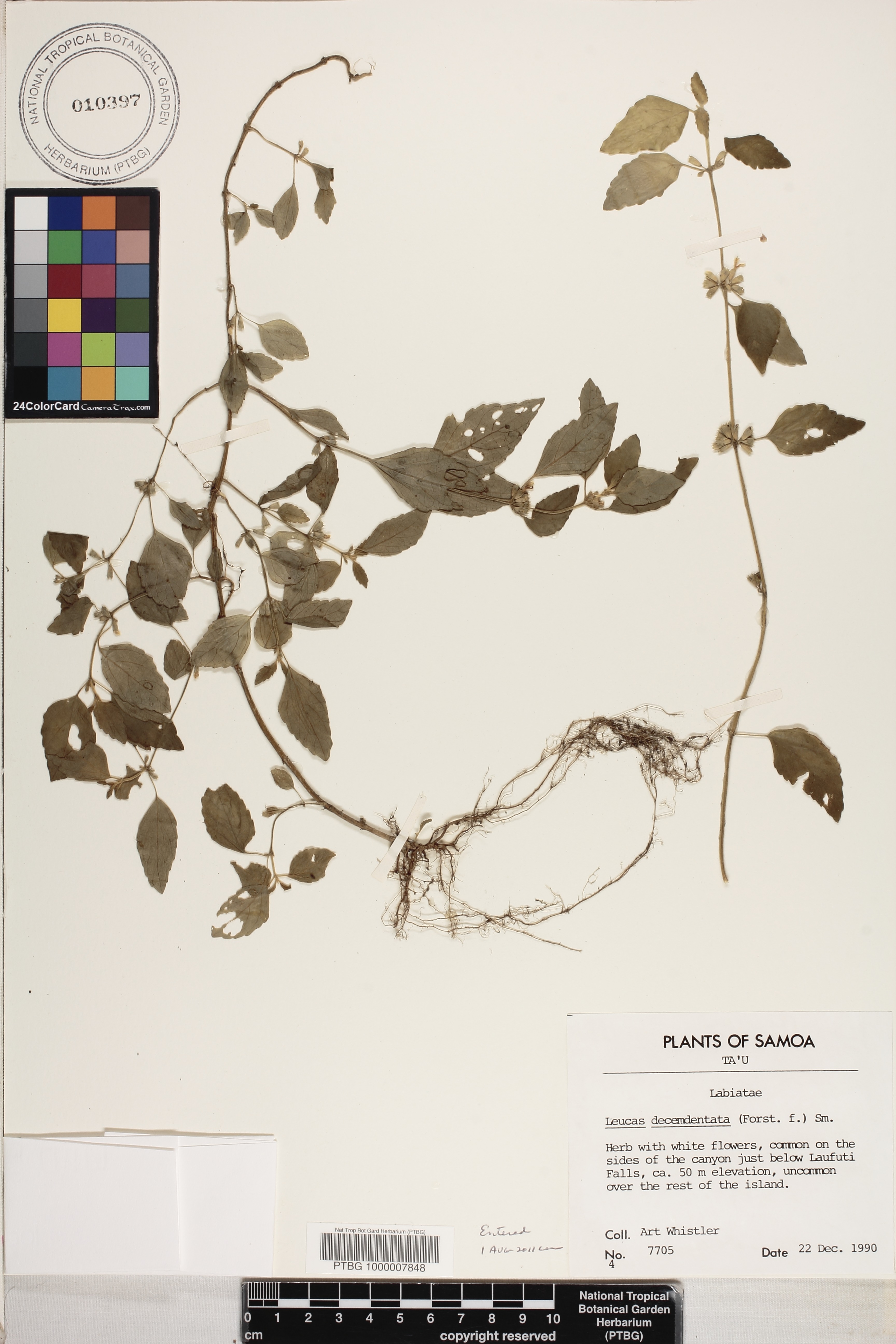 Leucas decemdentata image