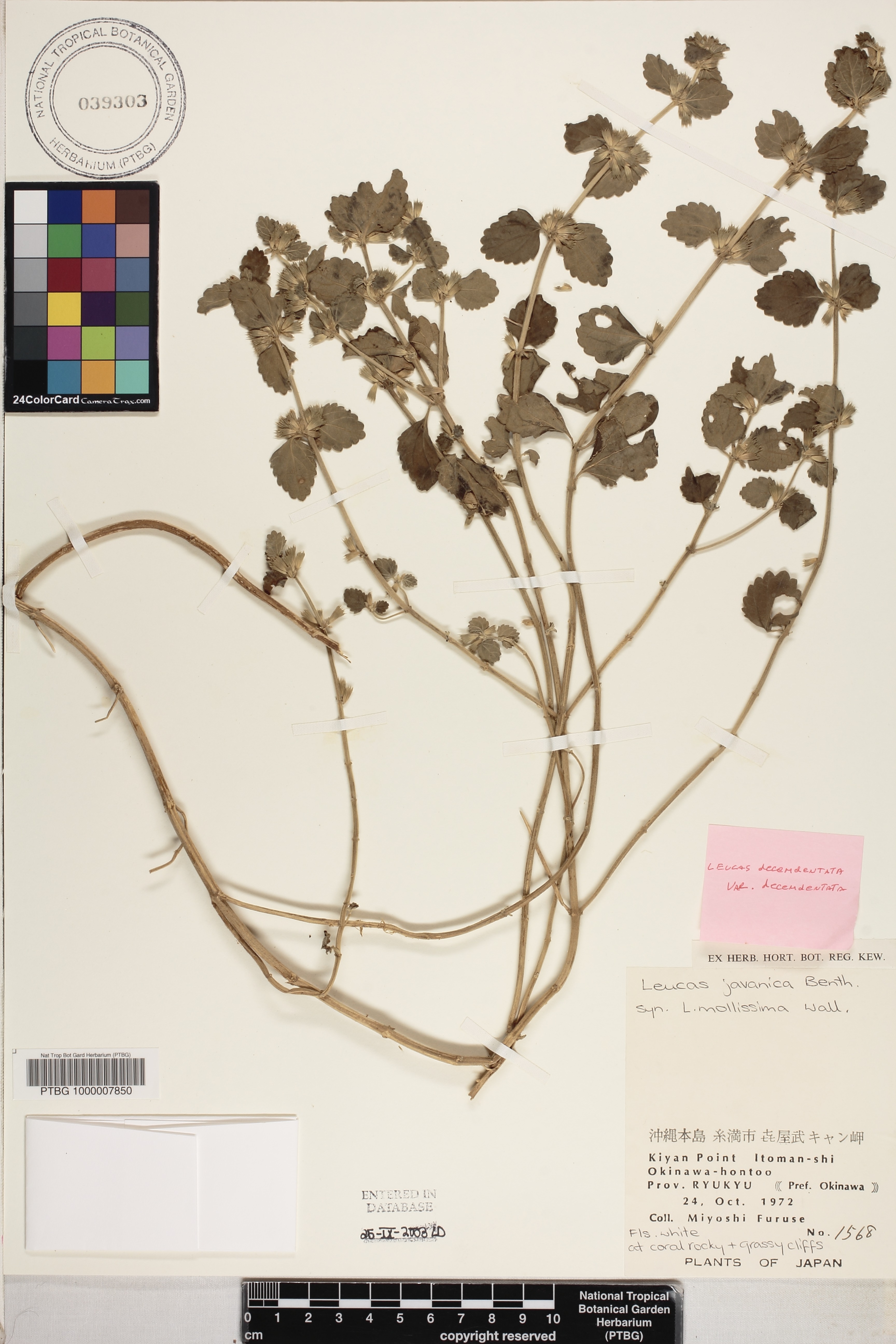 Leucas decemdentata var. decemdentata image