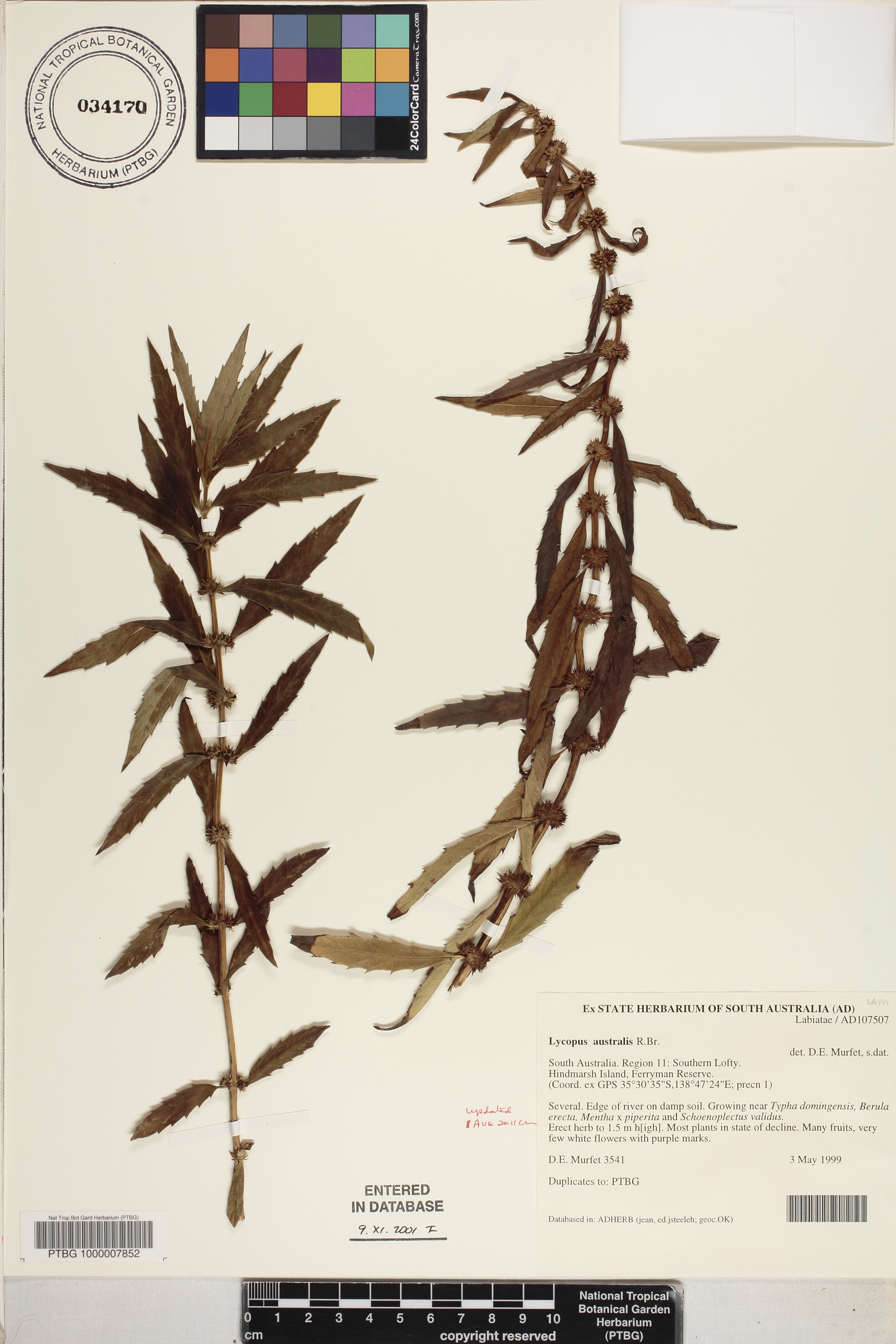 Lycopus australis image