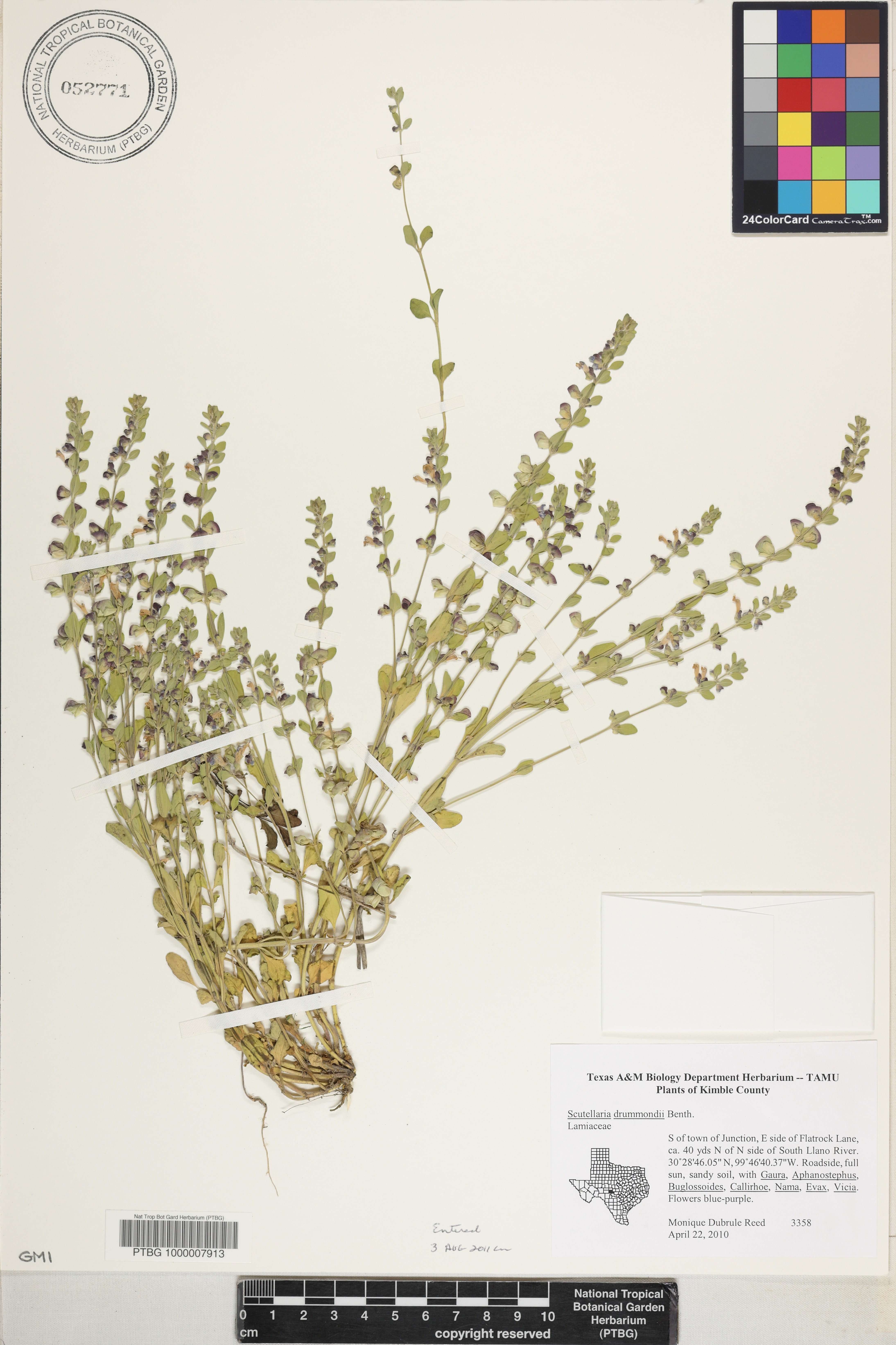 Scutellaria drummondii image