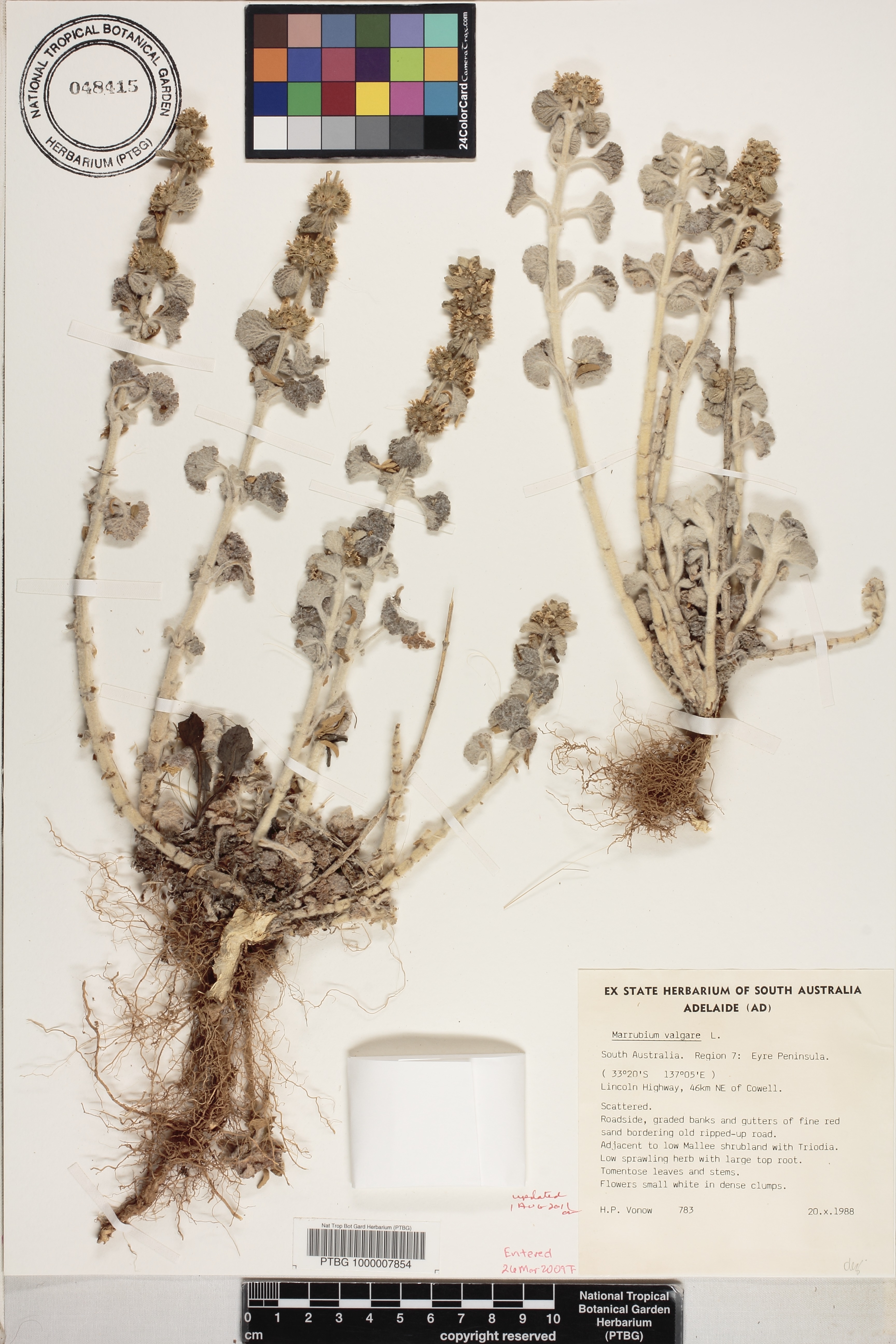 Marrubium vulgare image