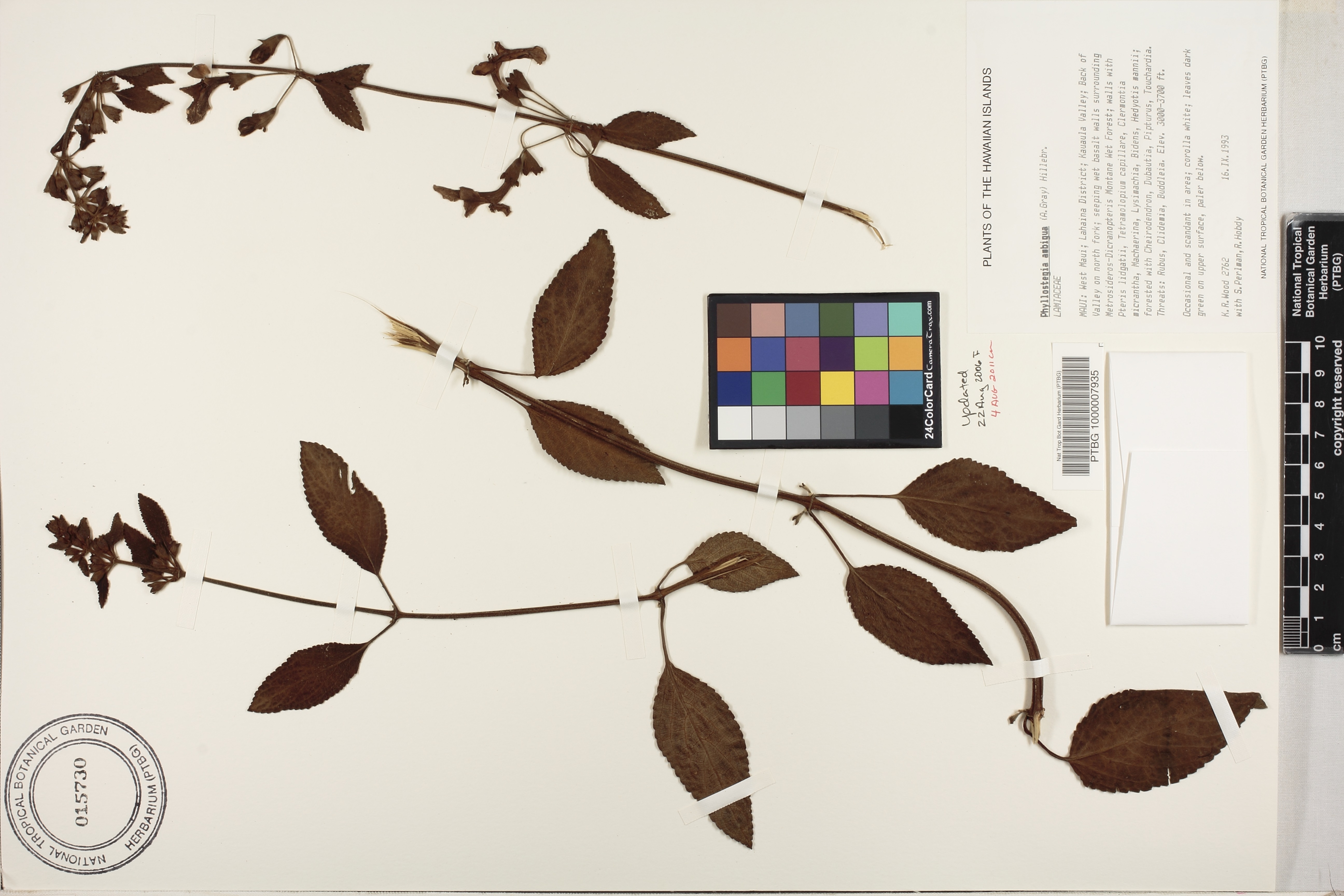Phyllostegia ambigua image