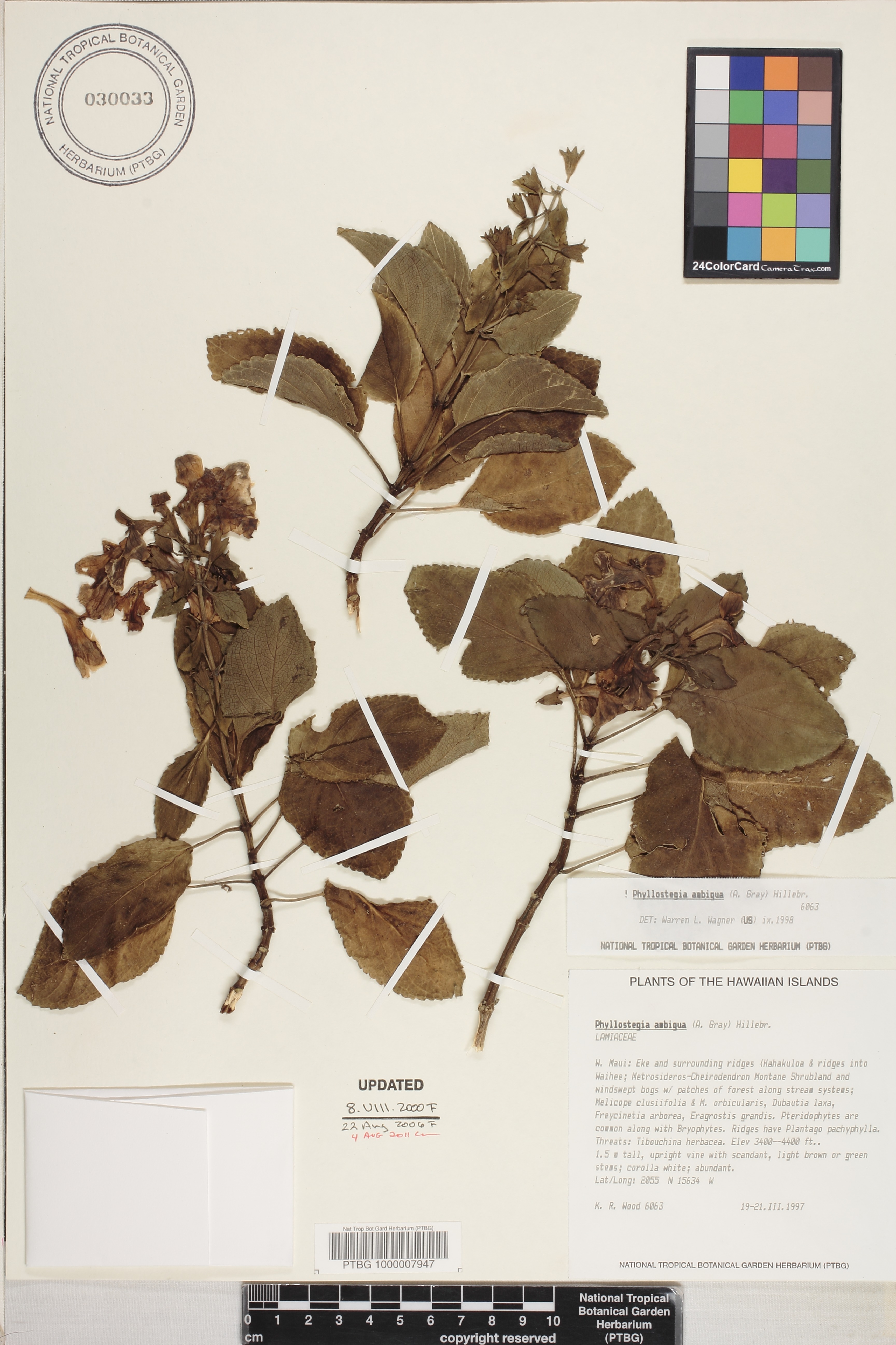 Phyllostegia ambigua image