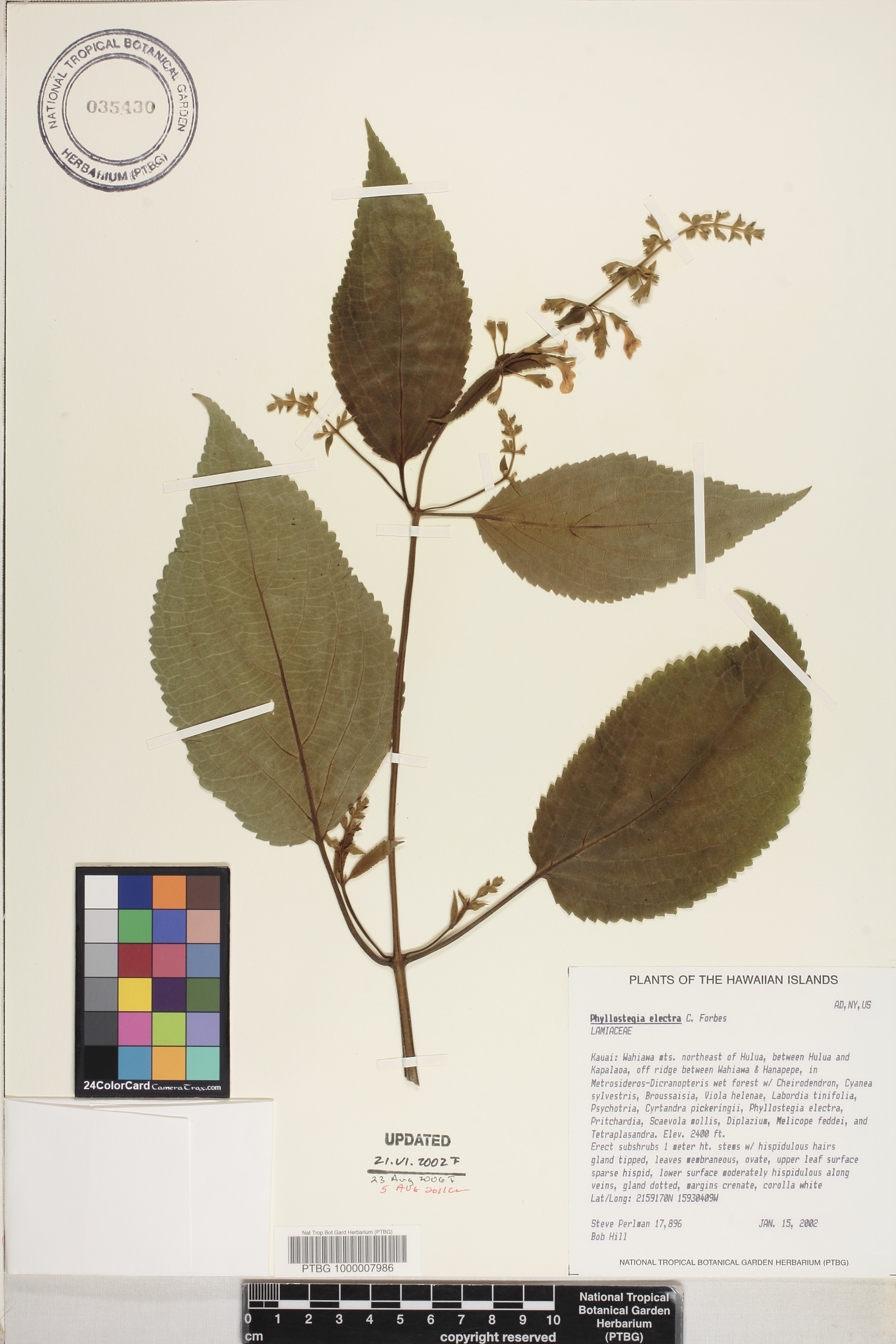 Phyllostegia electra image