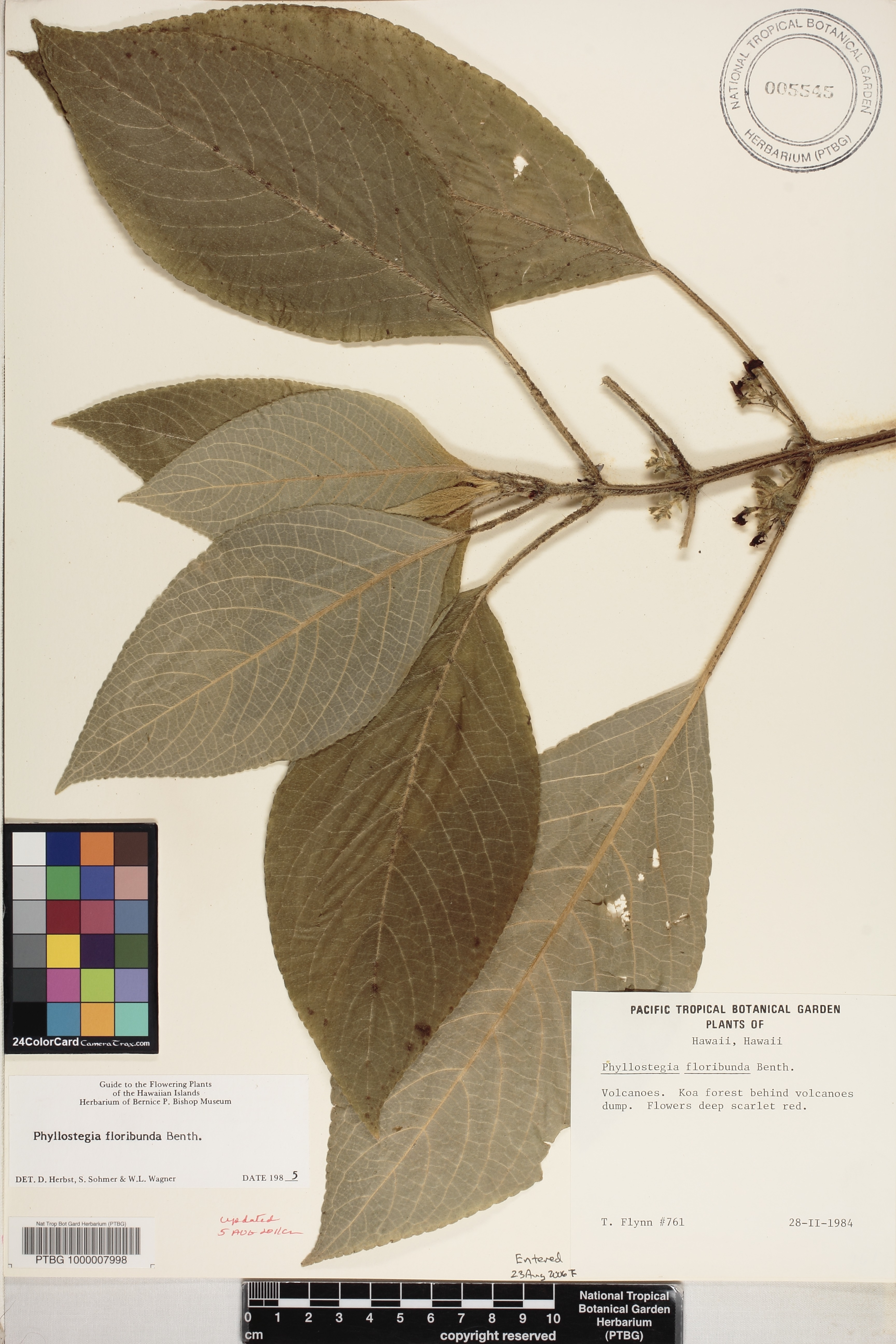 Phyllostegia image