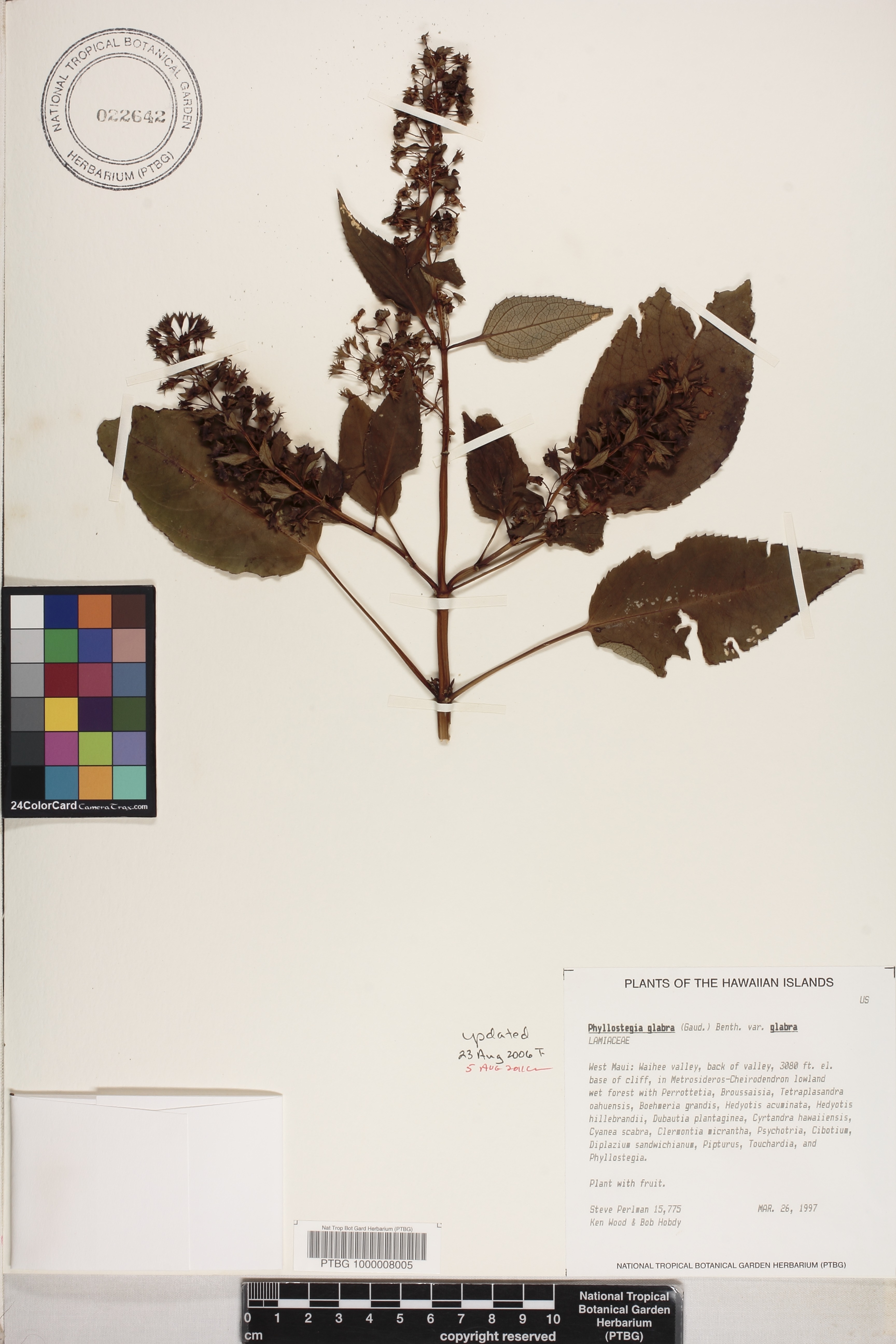 Phyllostegia image