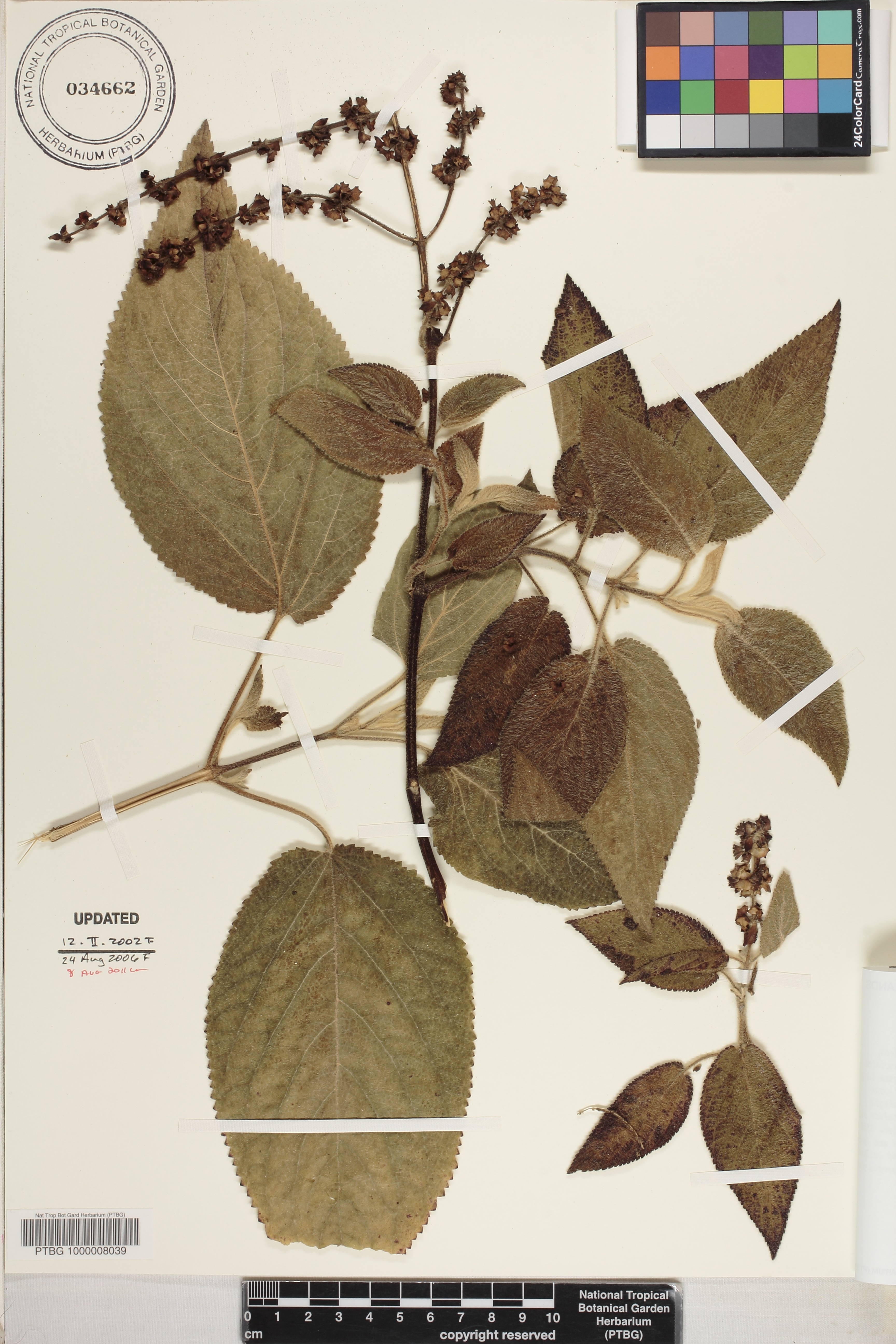 Phyllostegia hirsuta image