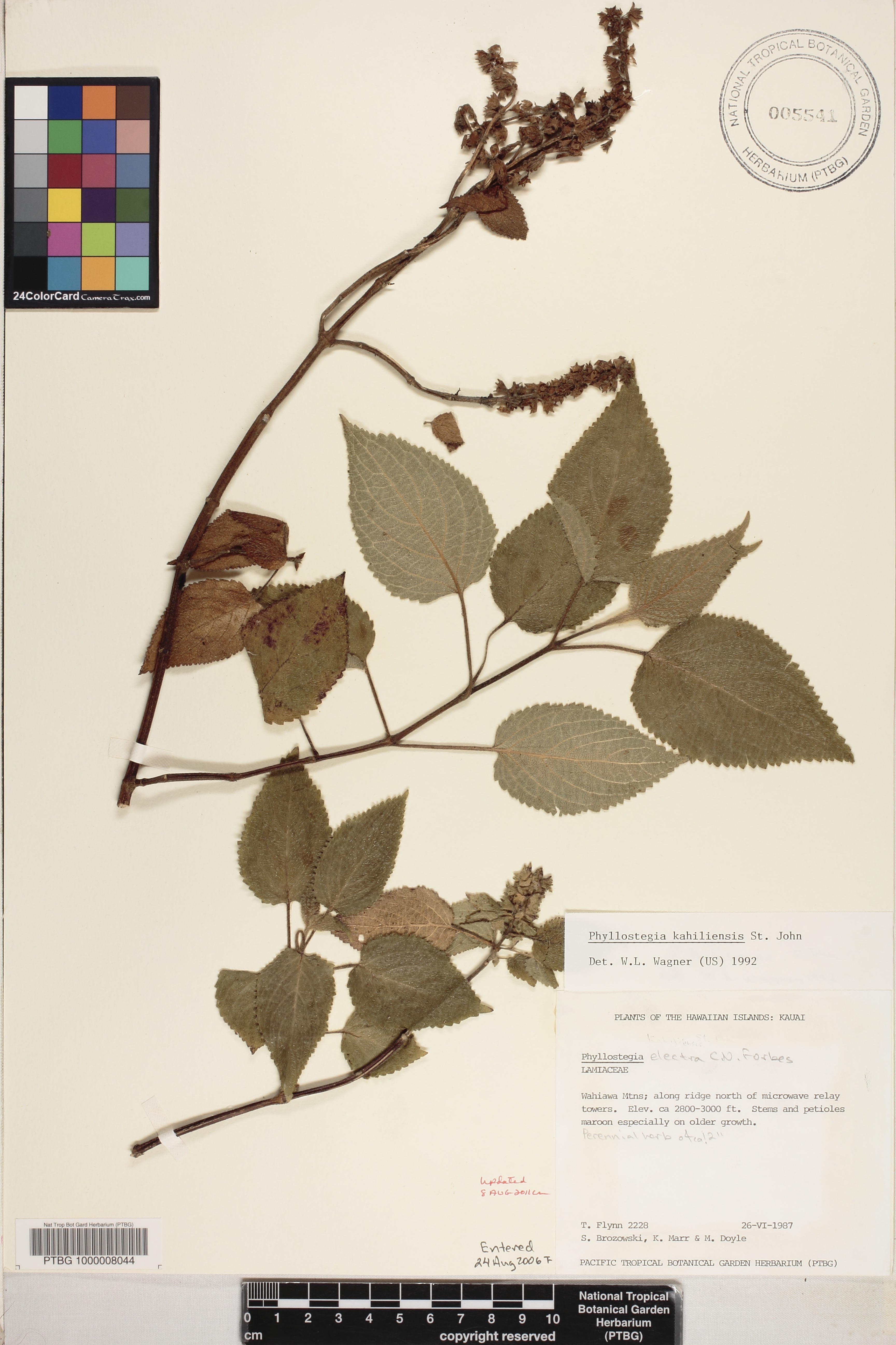 Phyllostegia kahiliensis image