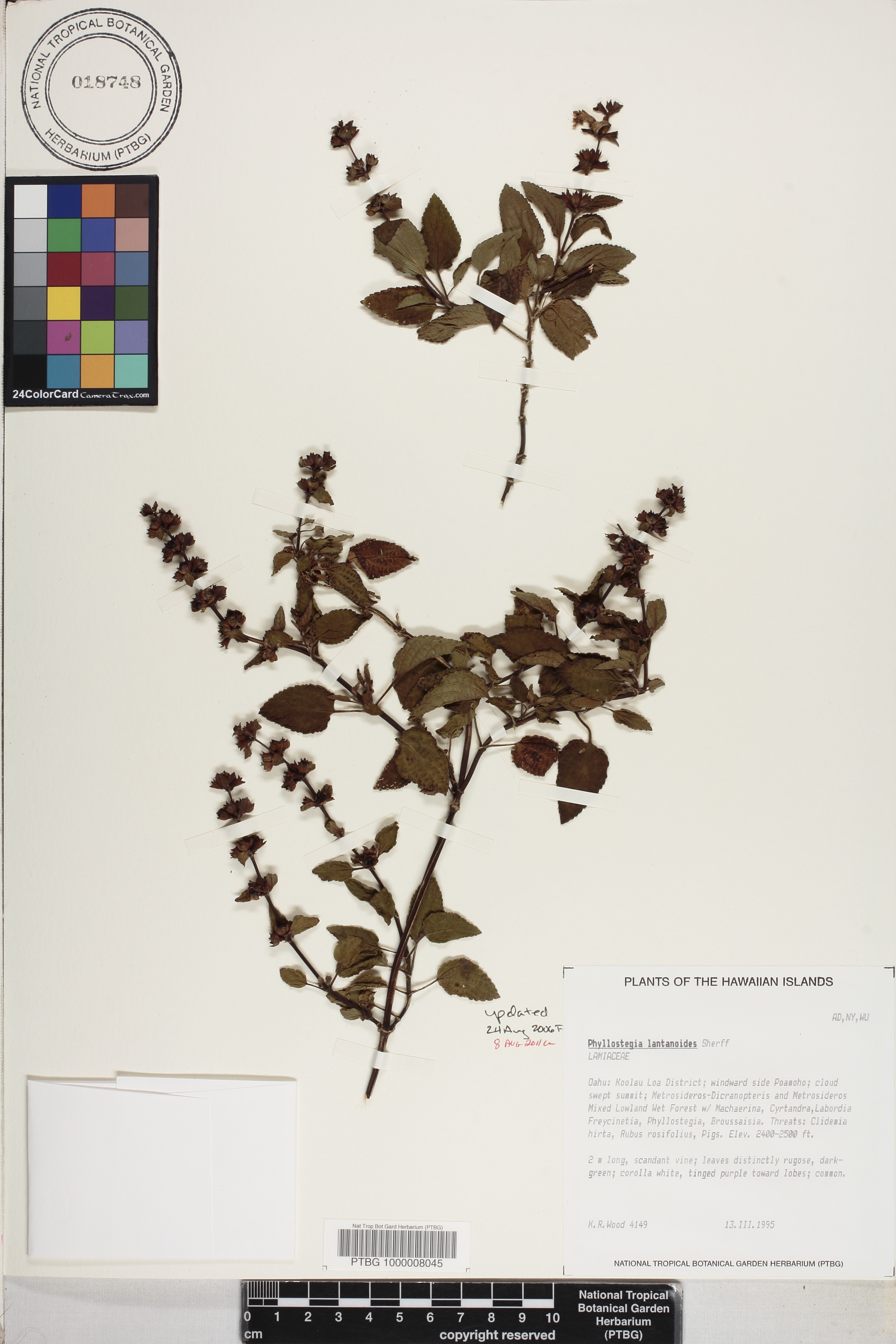 Phyllostegia lantanoides image