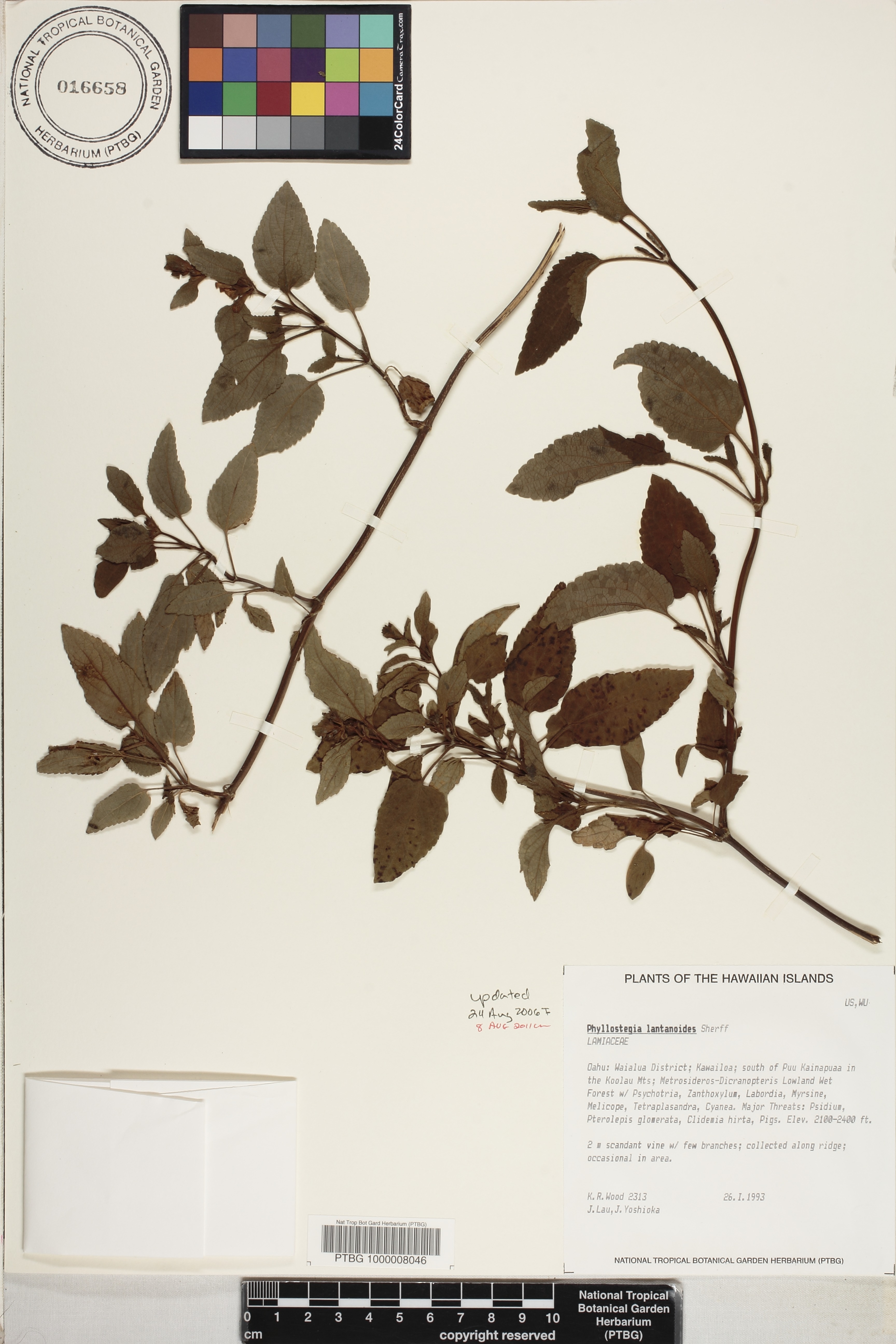 Phyllostegia lantanoides image