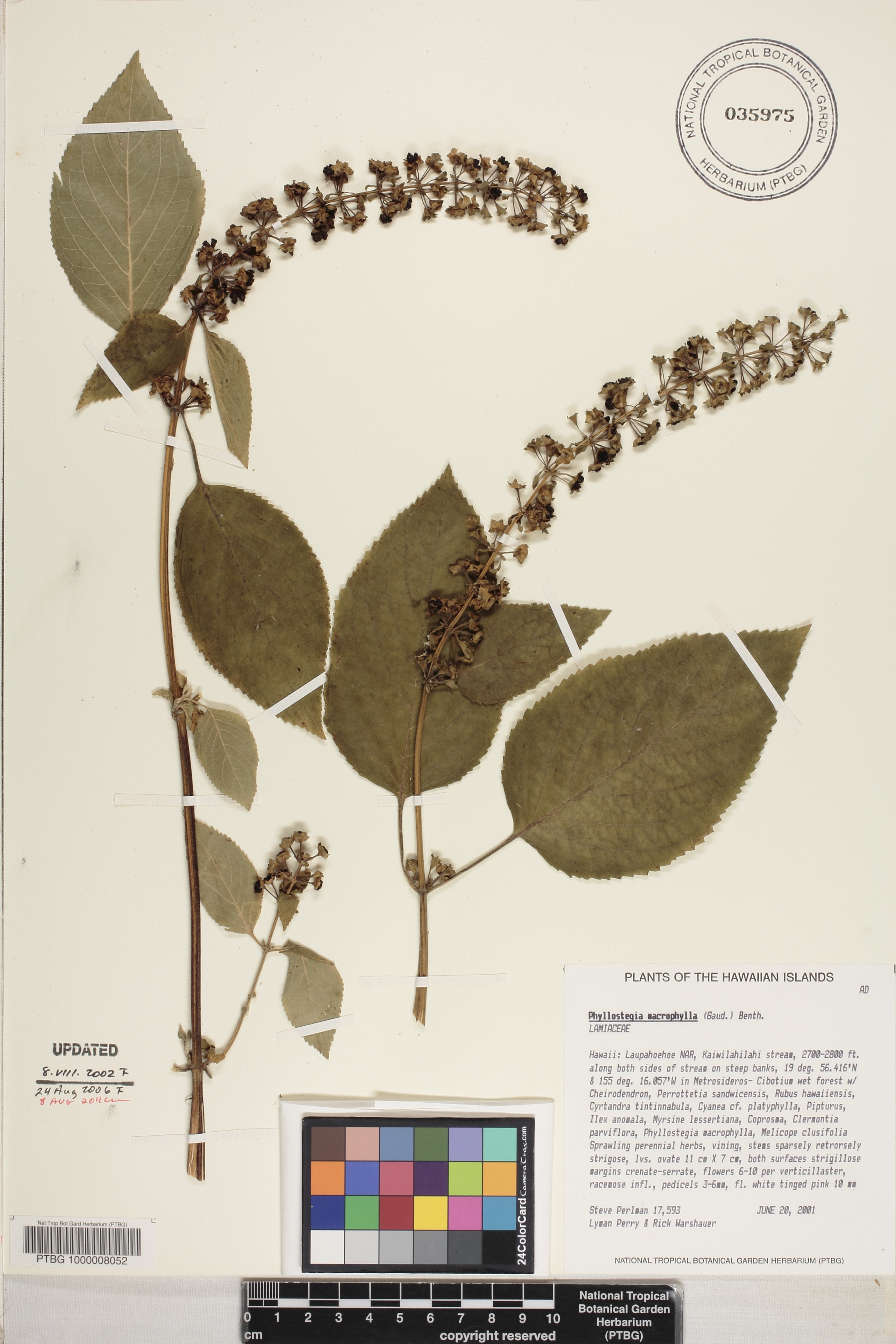 Phyllostegia macrophylla image