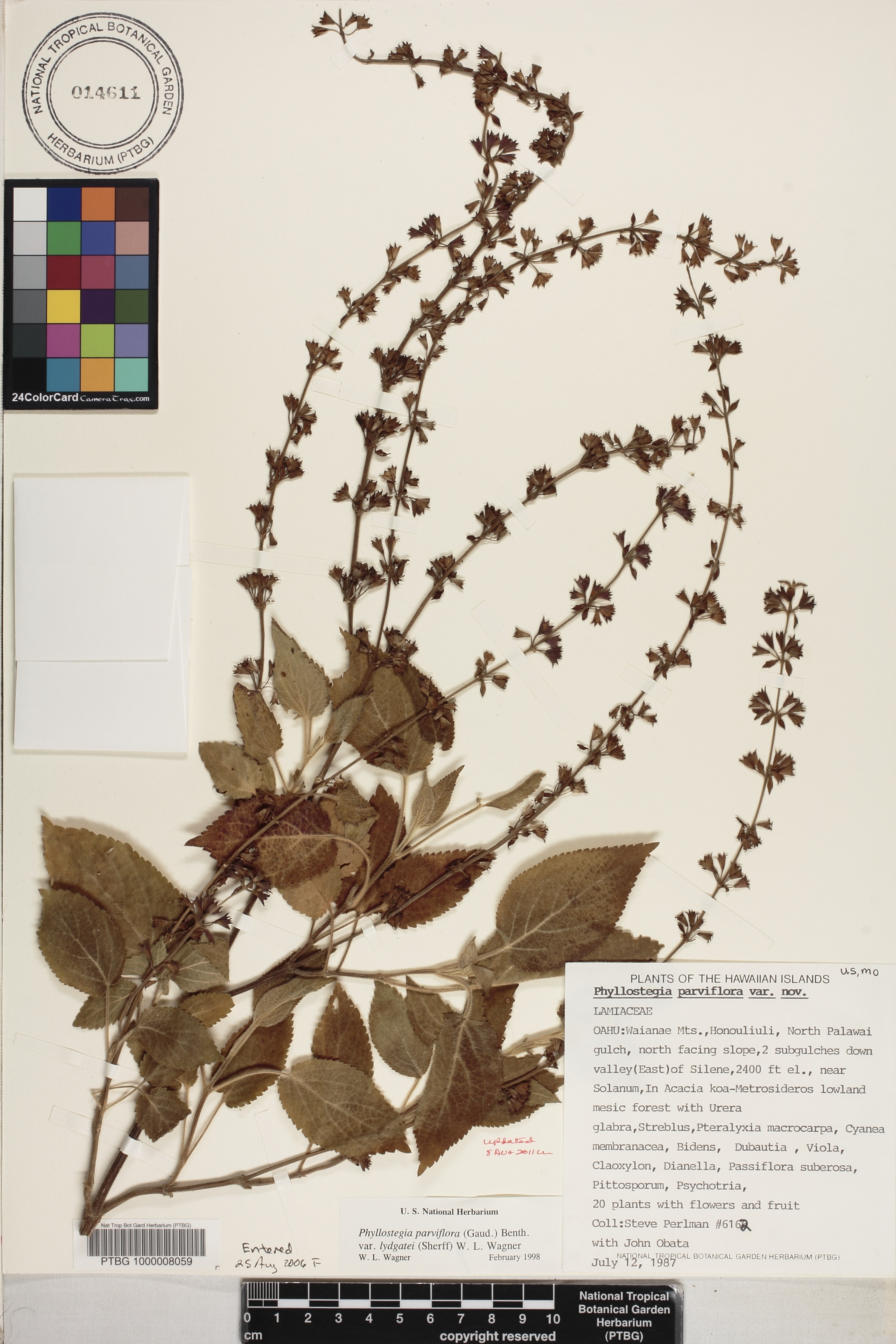 Phyllostegia parviflora var. lydgatei image