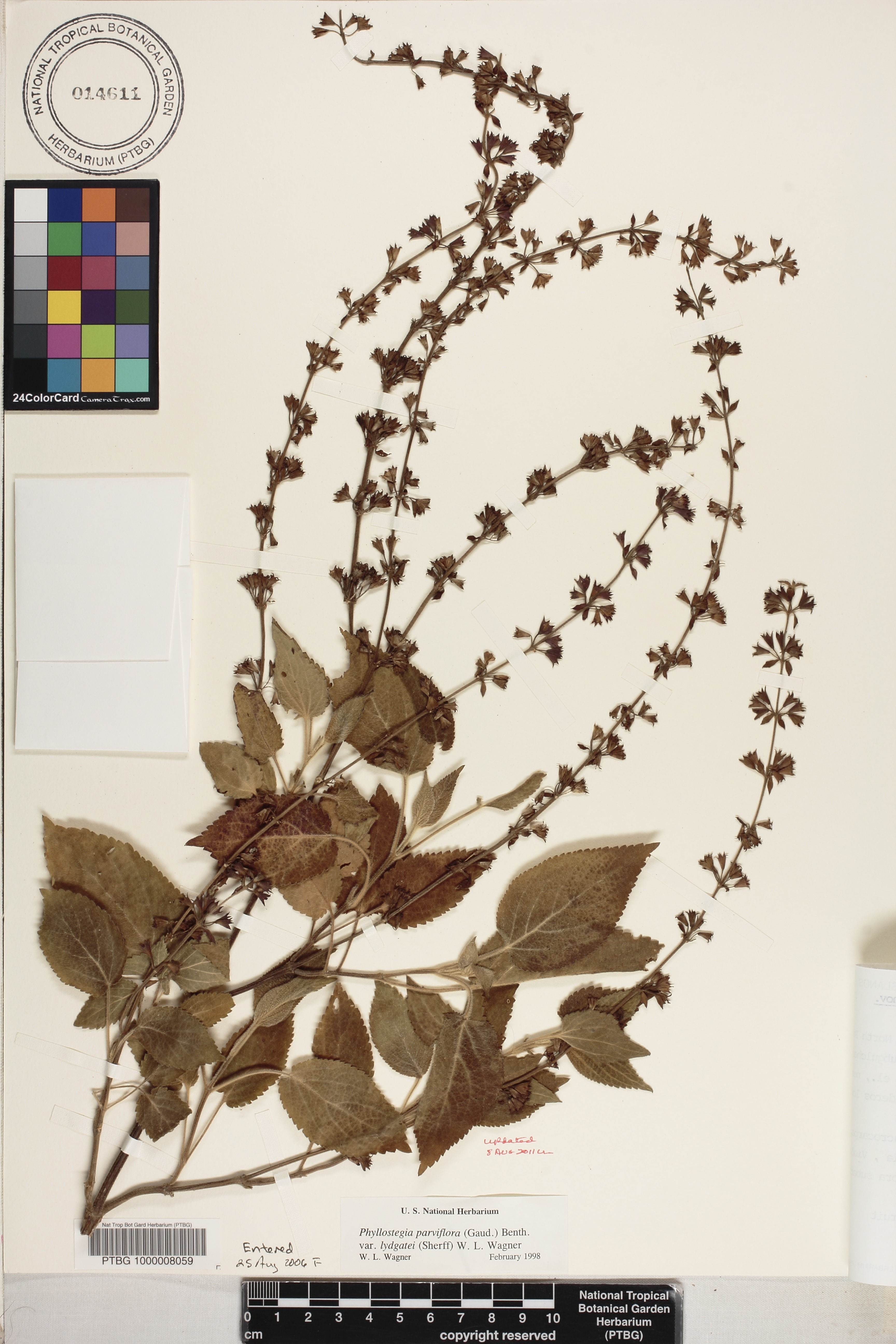 Phyllostegia parviflora var. lydgatei image