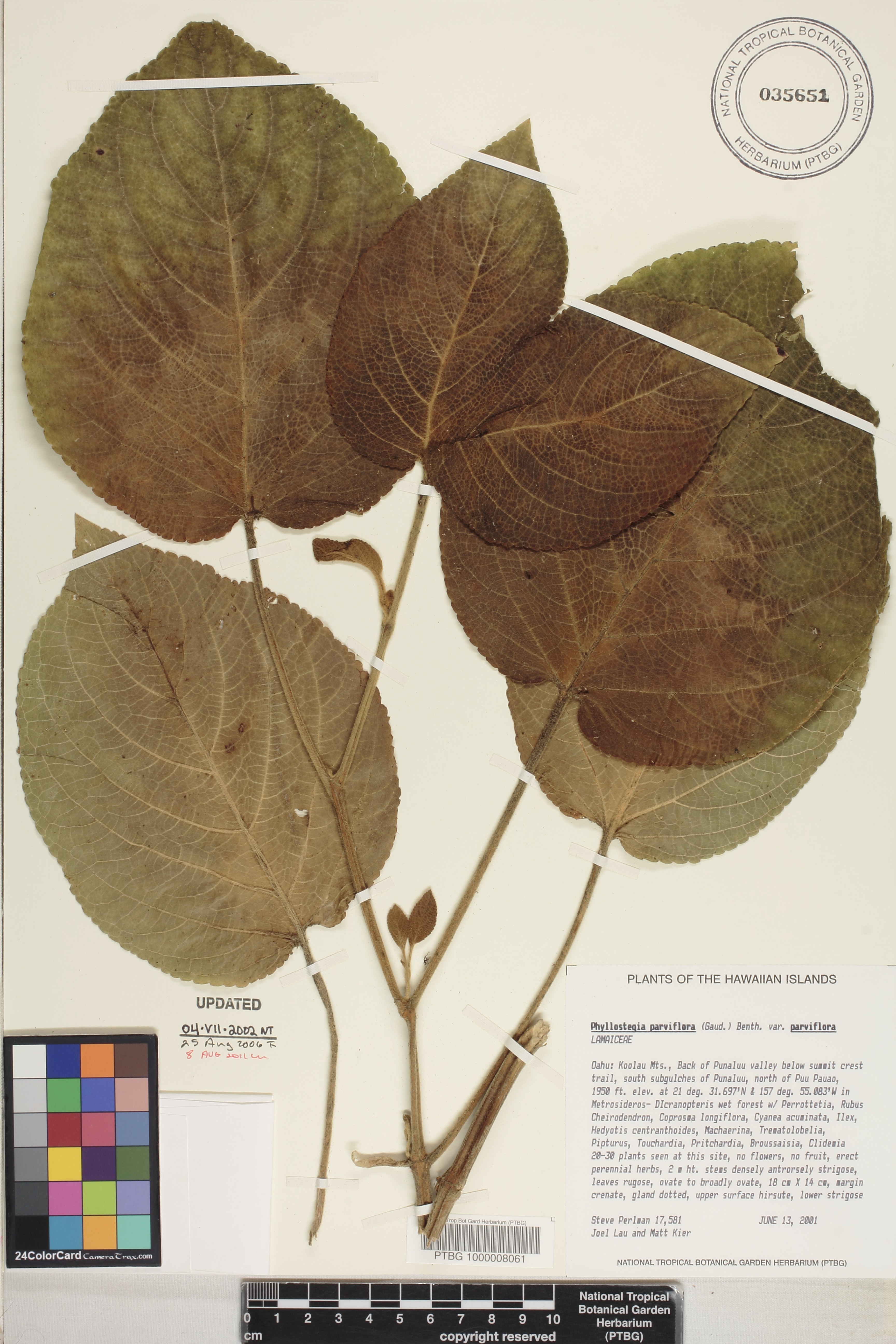 Phyllostegia parviflora var. parviflora image