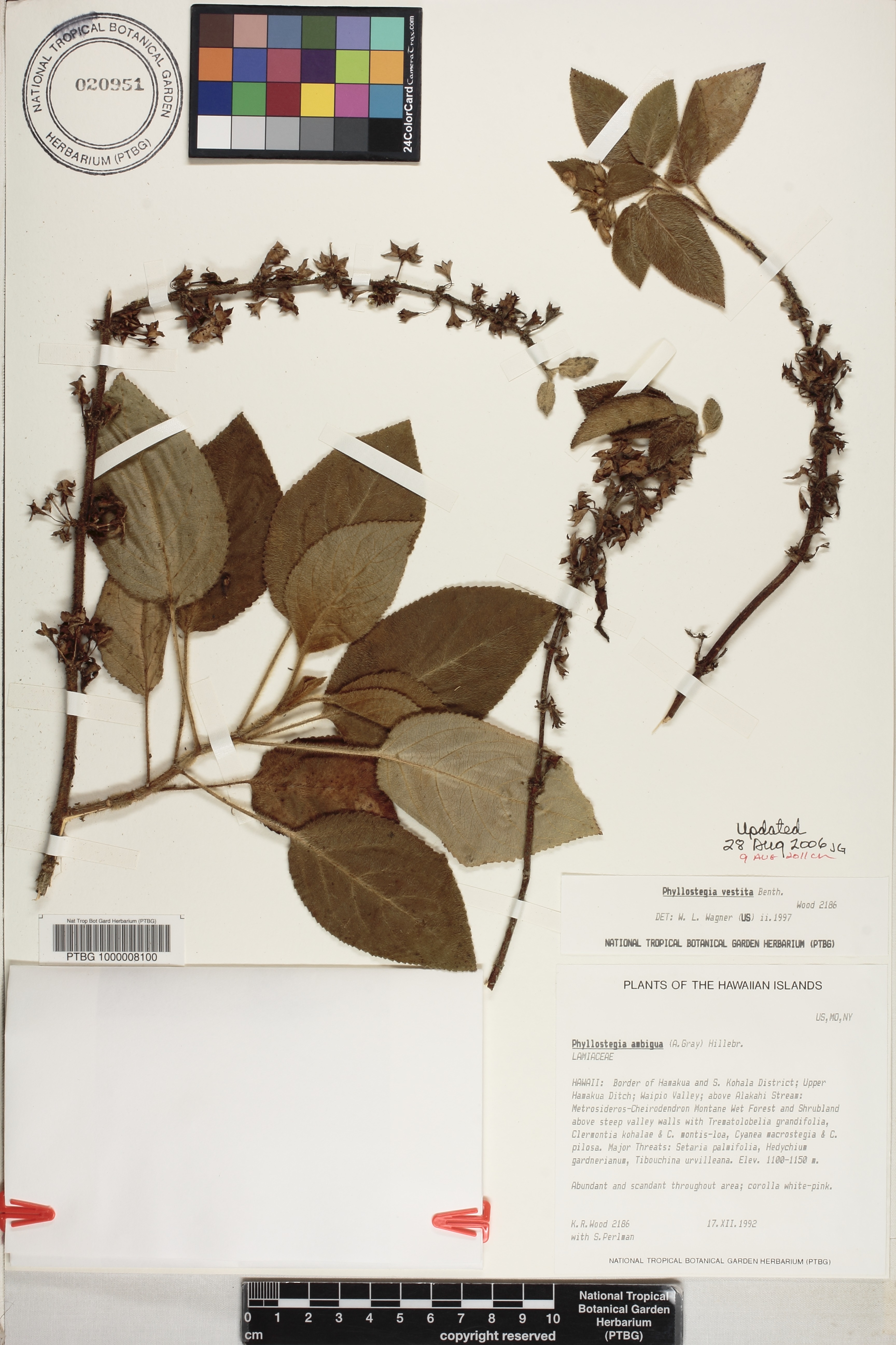 Phyllostegia vestita image