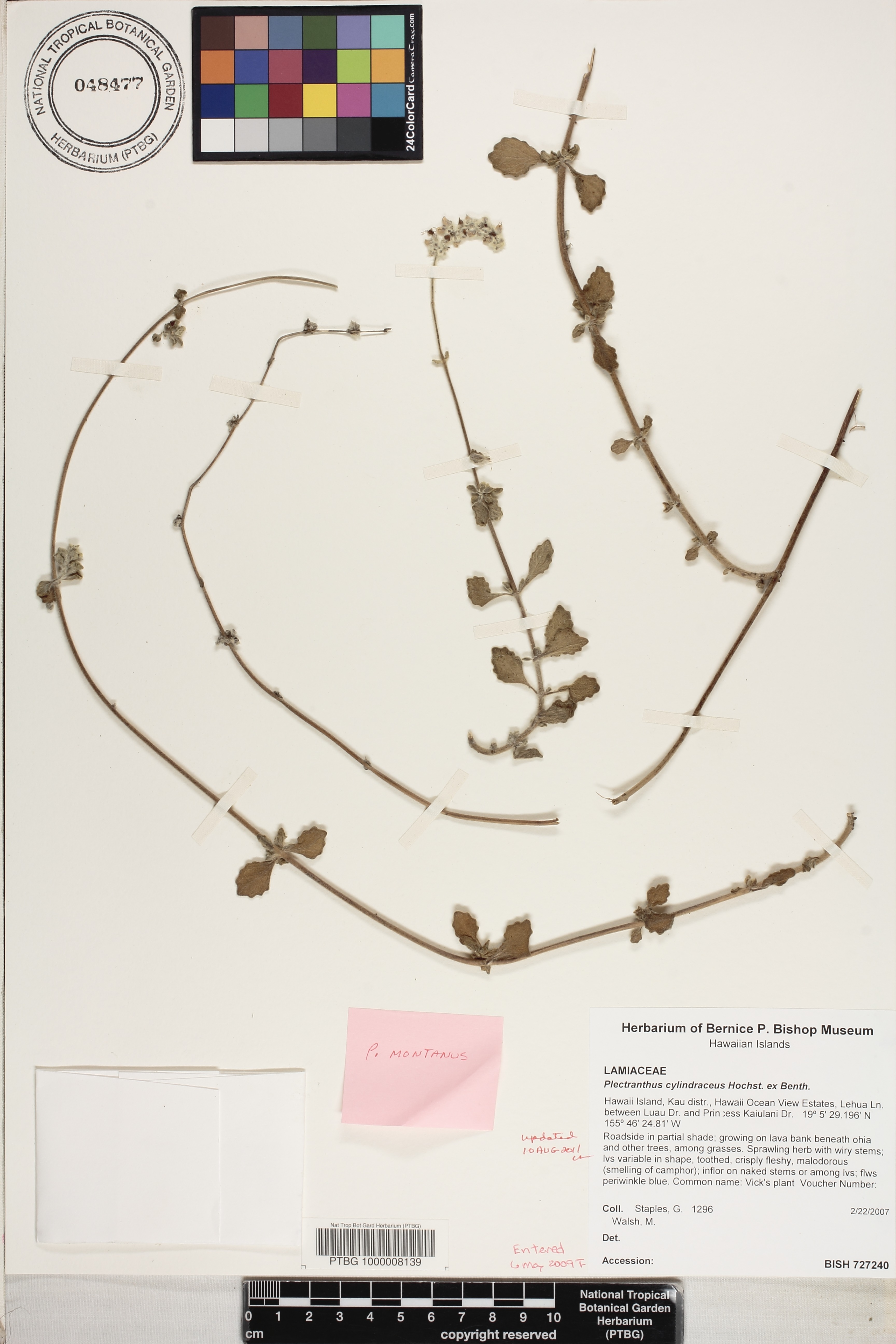 Plectranthus montanus image