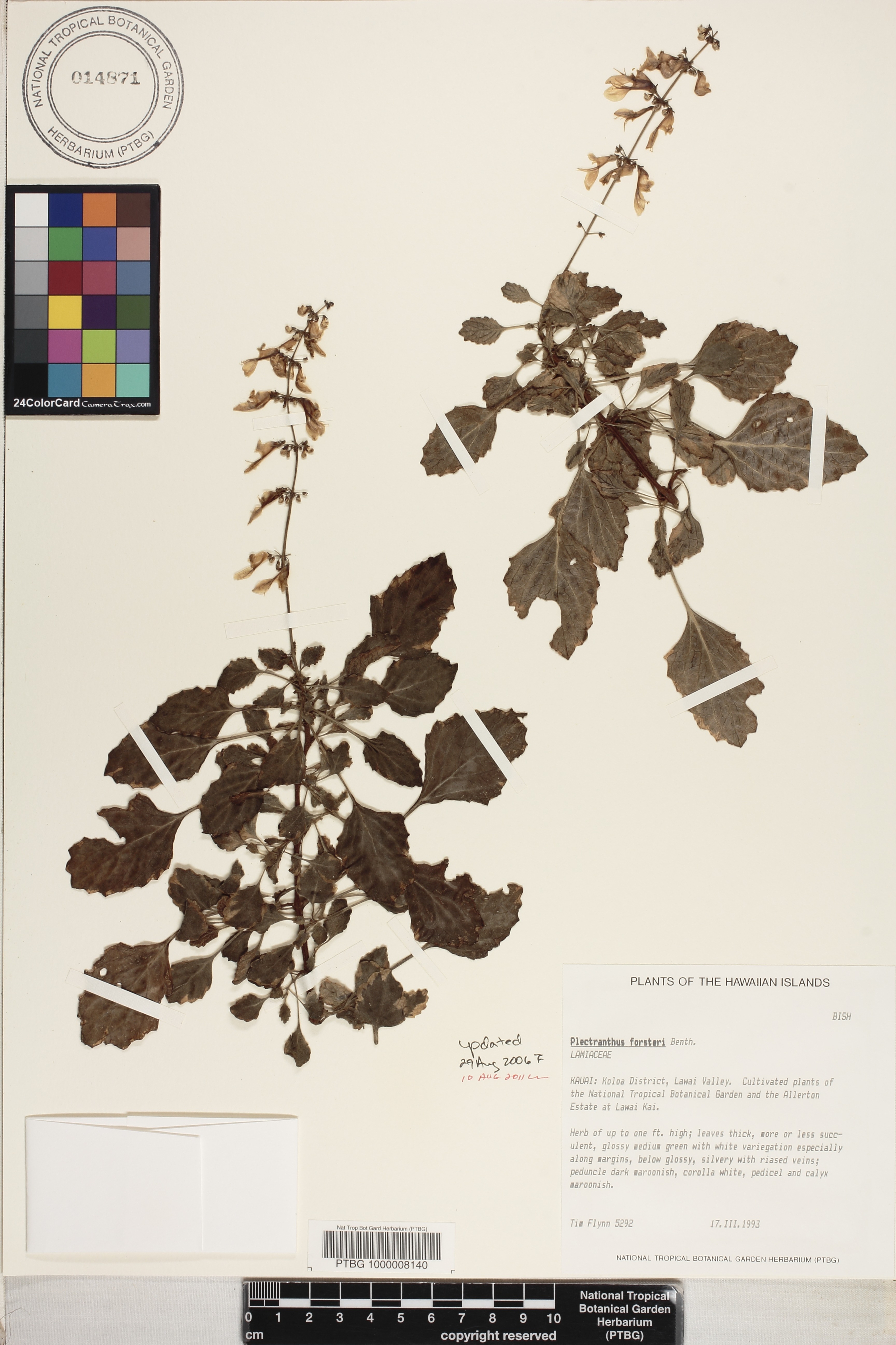 Plectranthus forsteri image