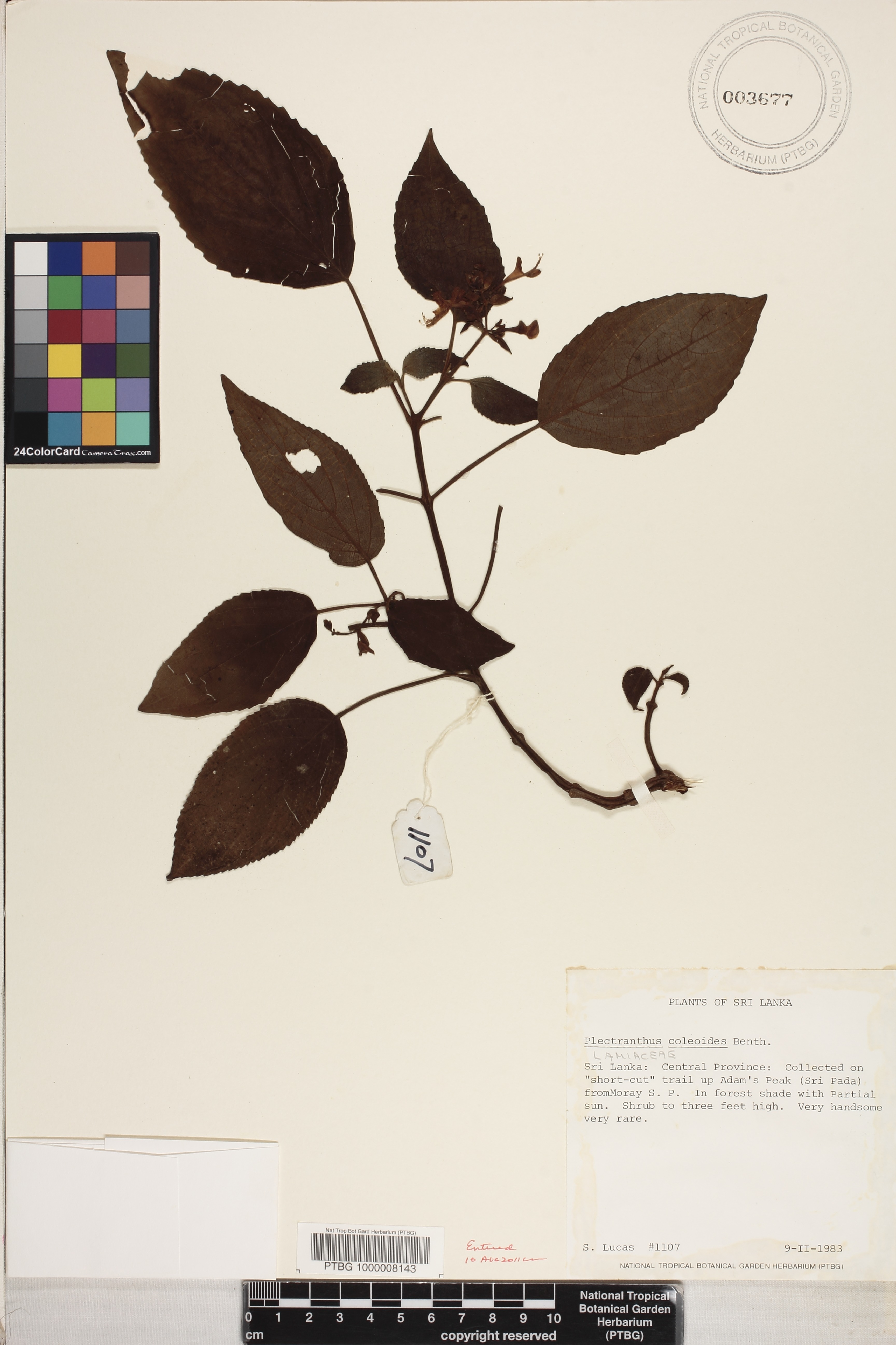 Plectranthus glabratus image