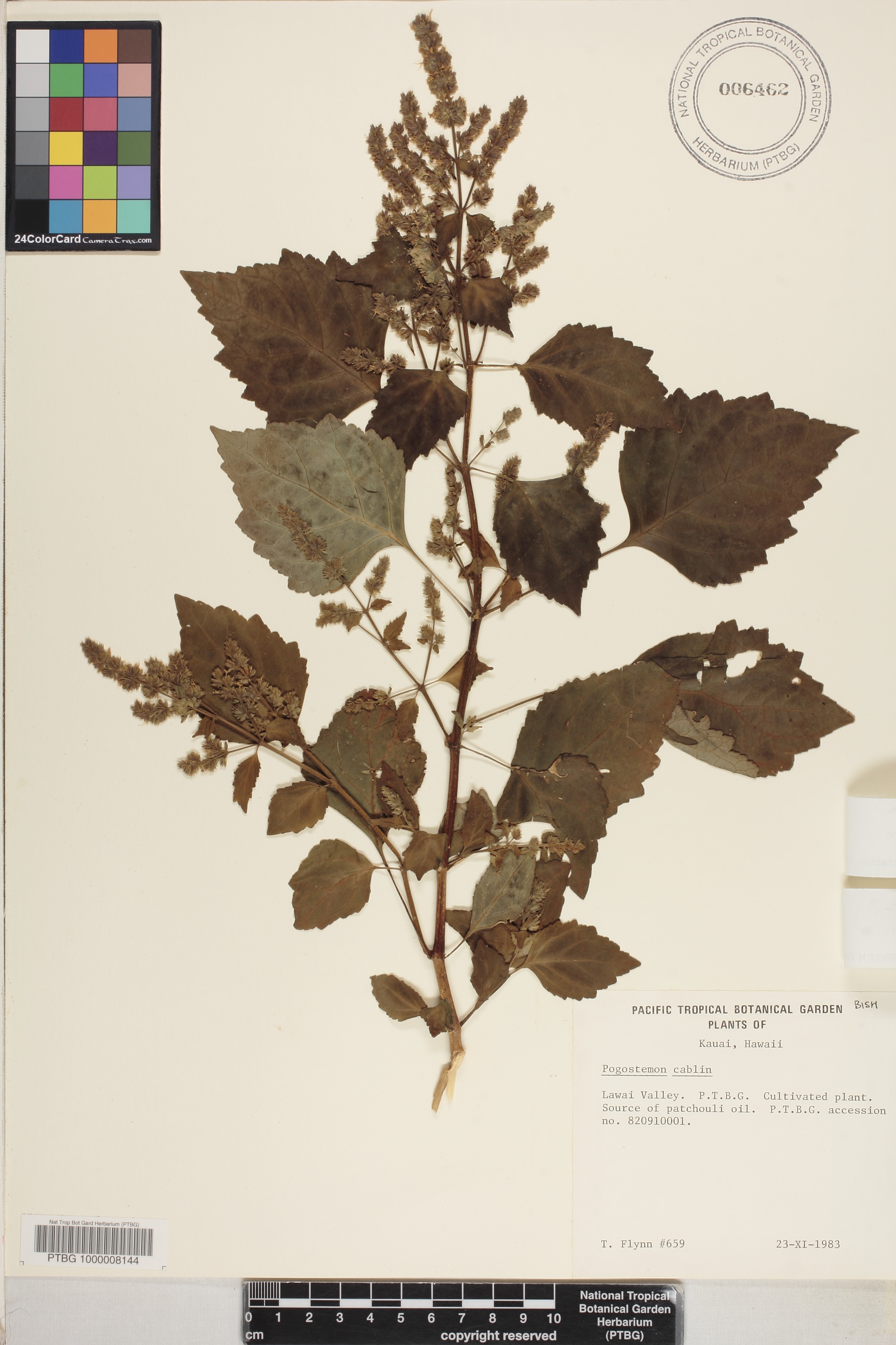 Pogostemon benghalensis image
