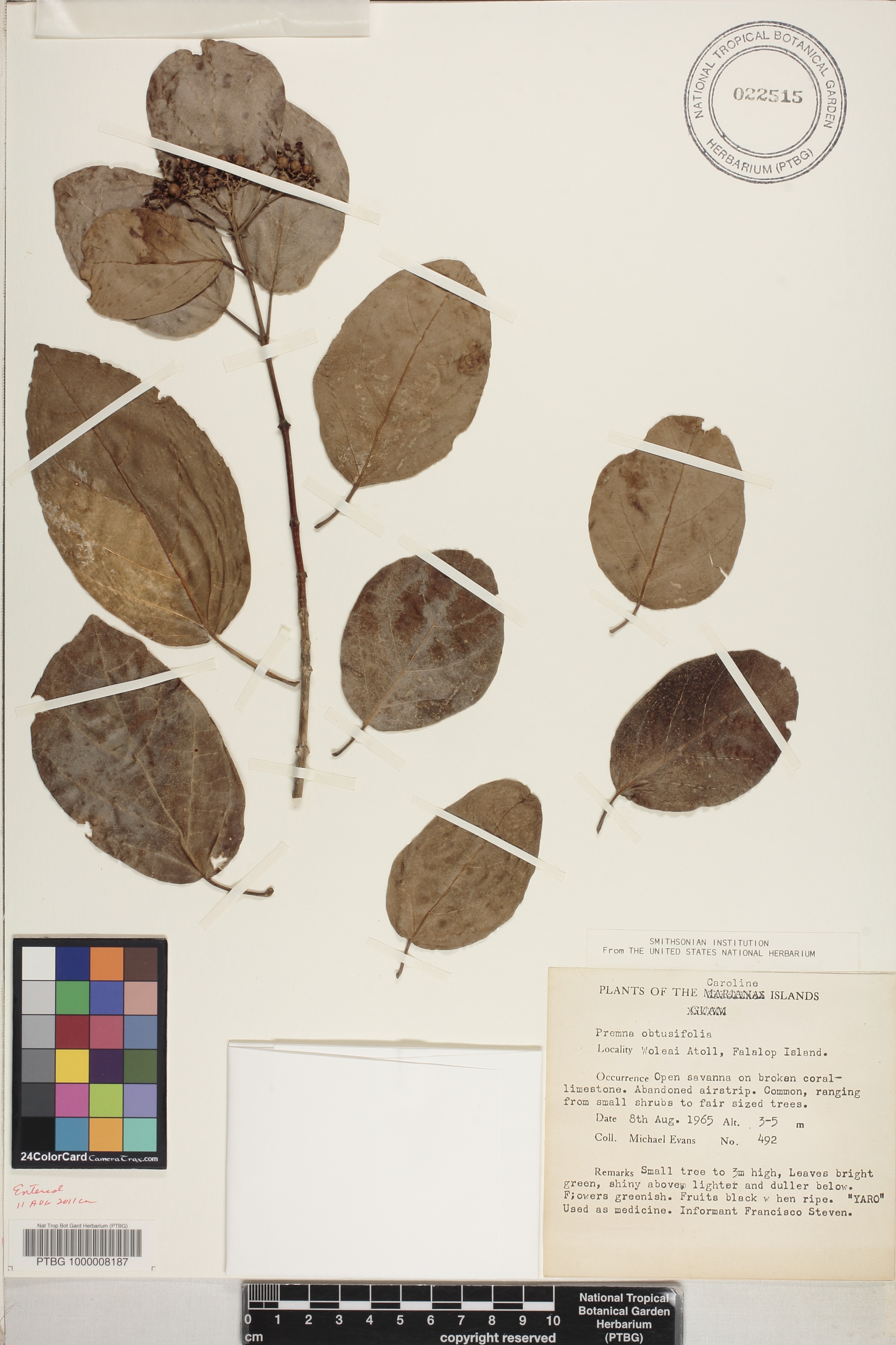 Premna serratifolia image