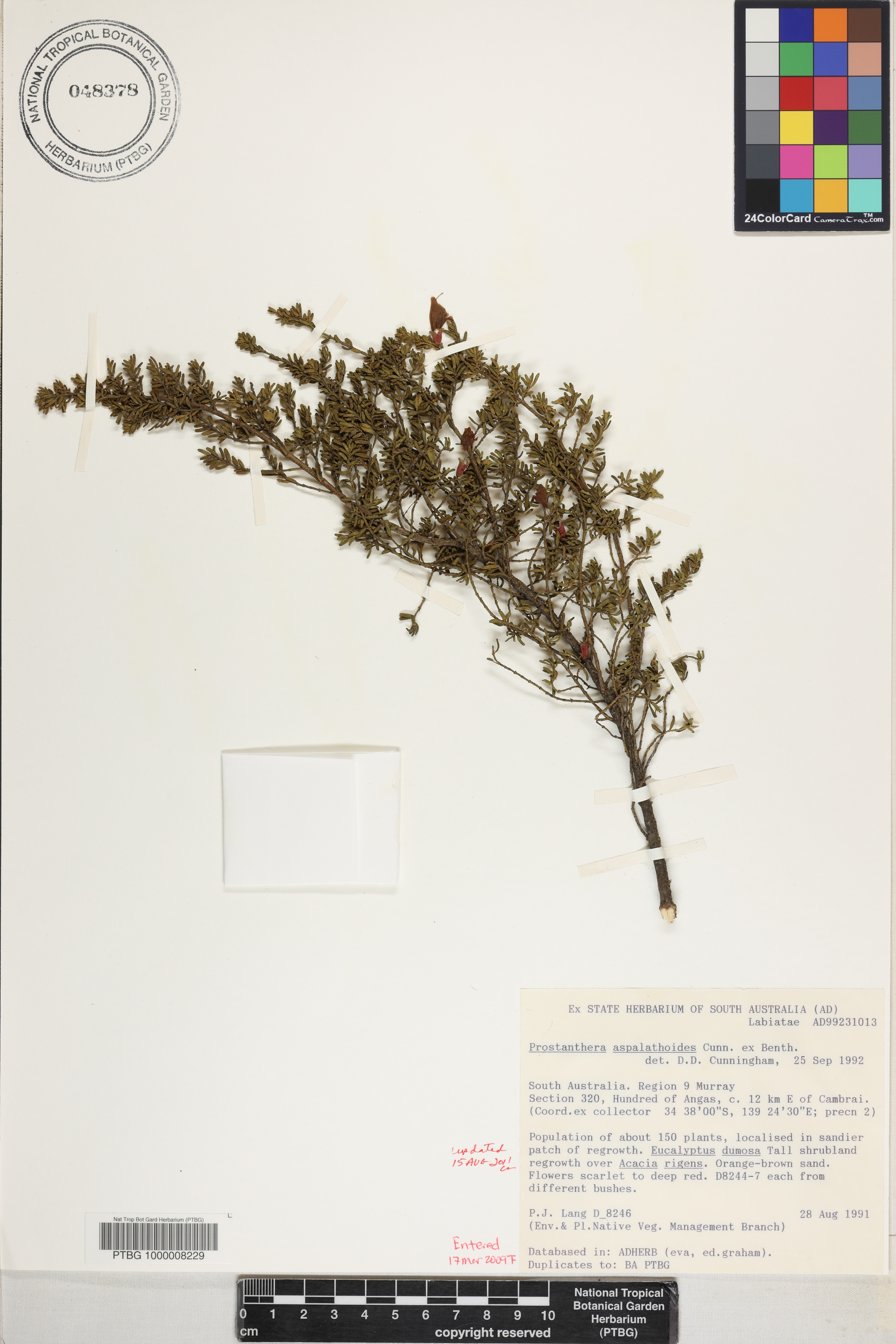 Prostanthera aspalathoides image