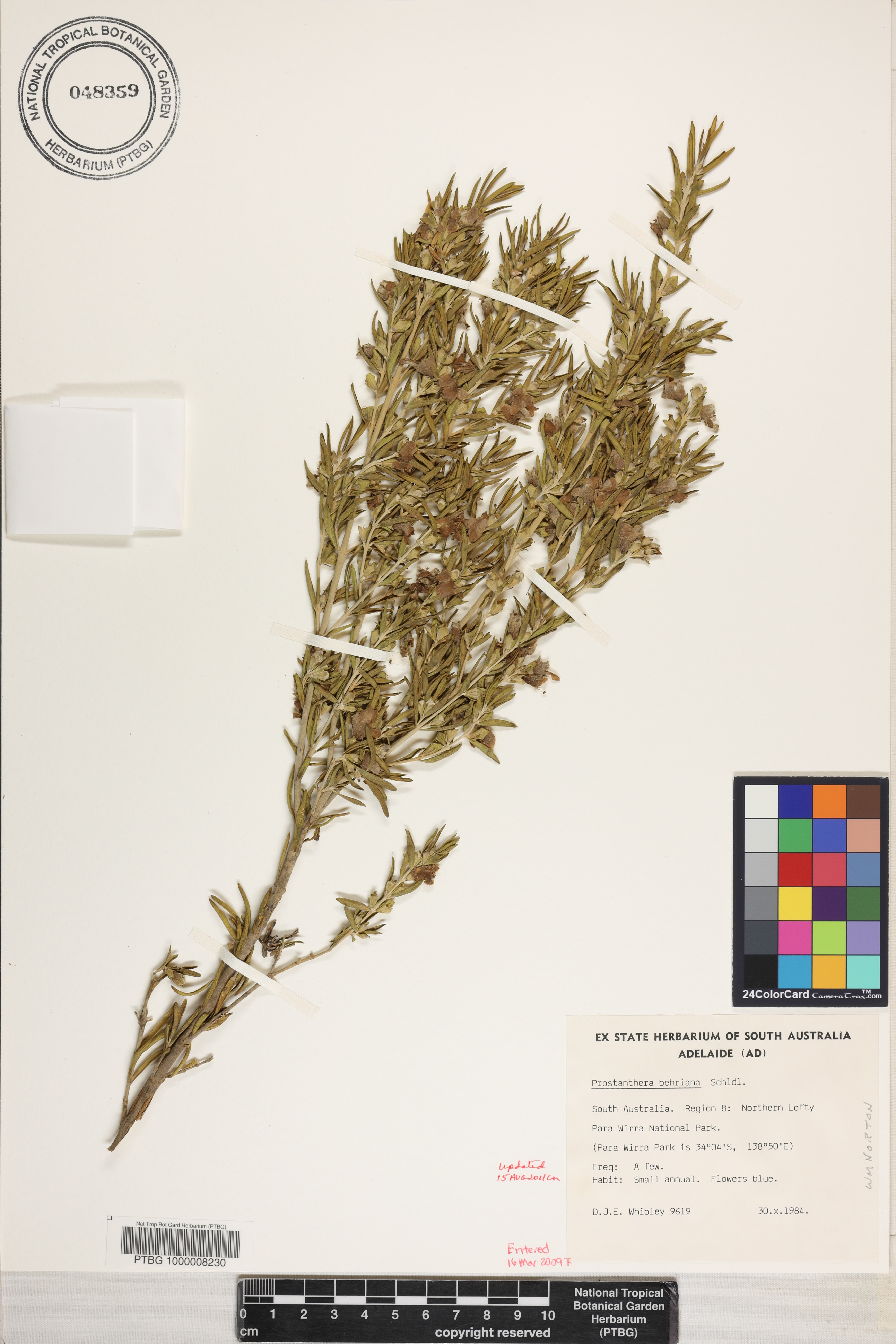 Prostanthera behriana image