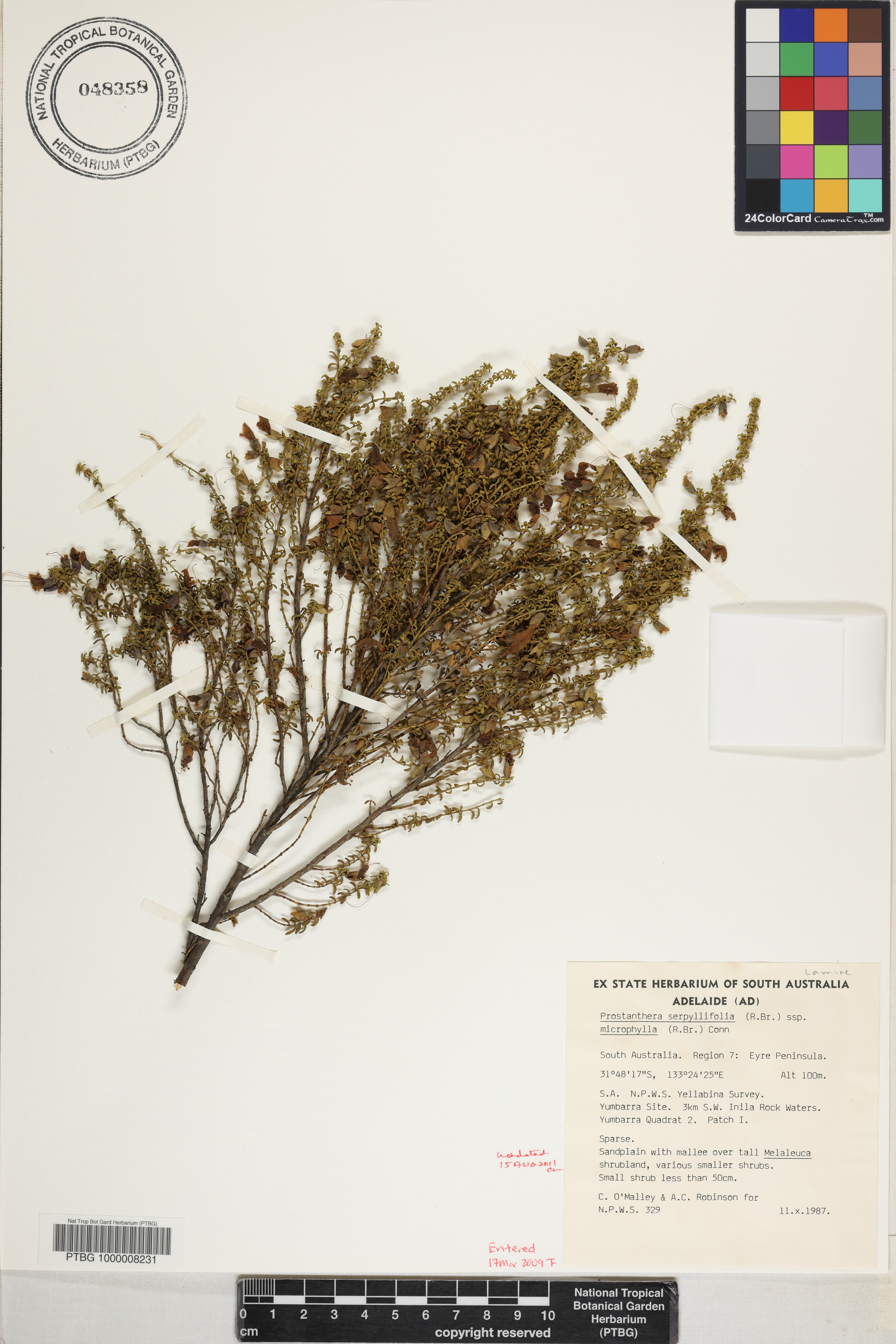Prostanthera microphylla image