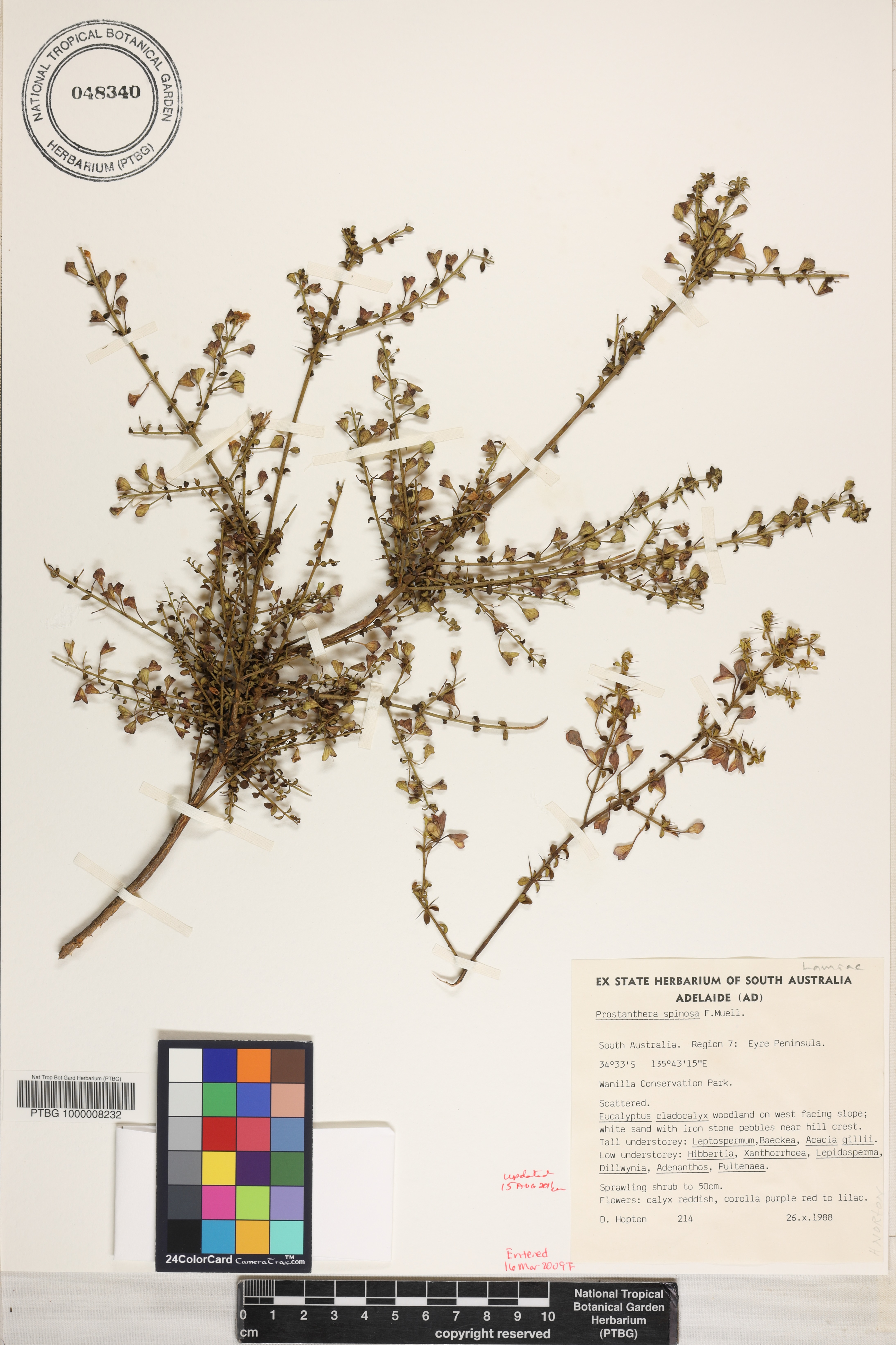 Prostanthera spinosa image