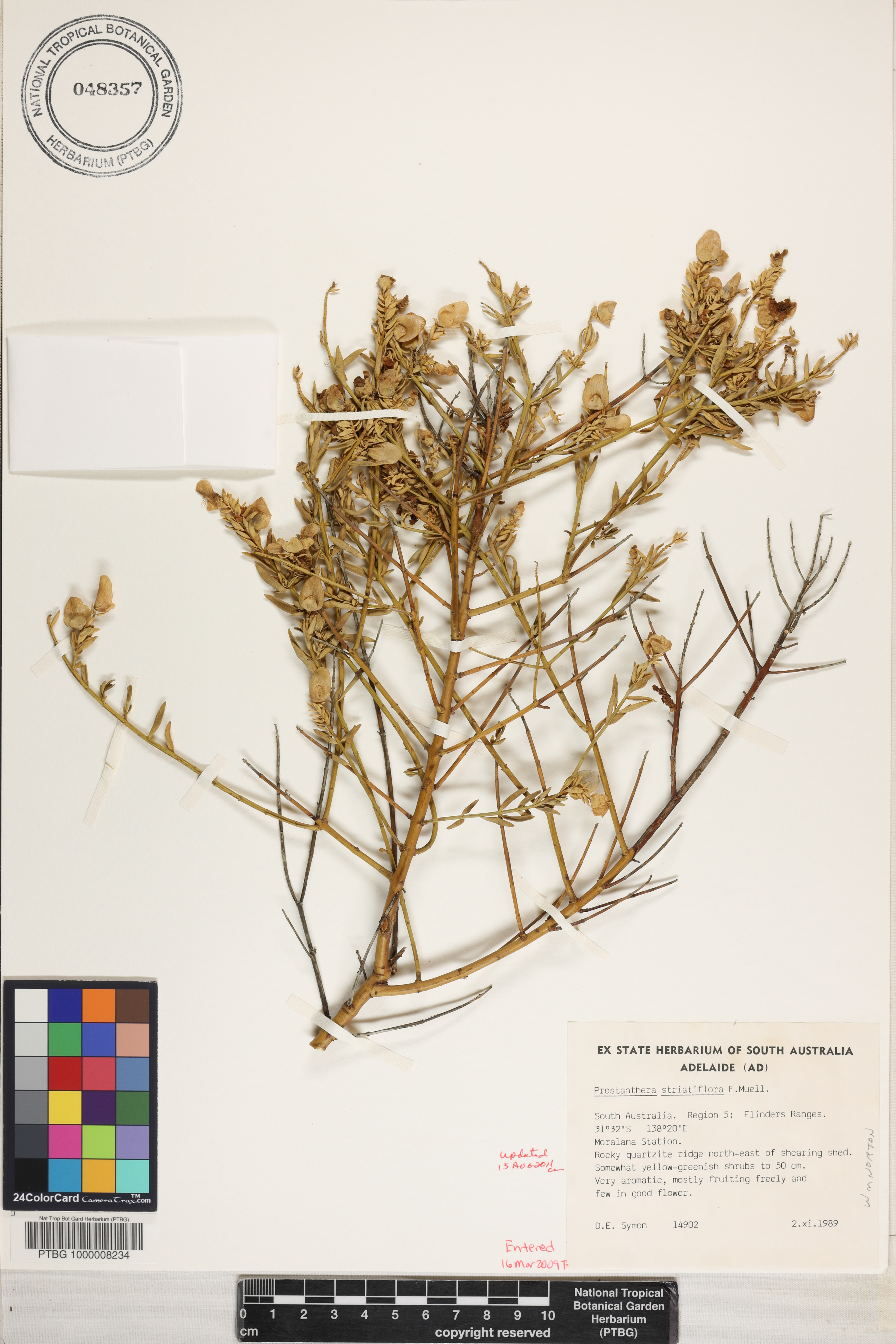Prostanthera striatiflora image