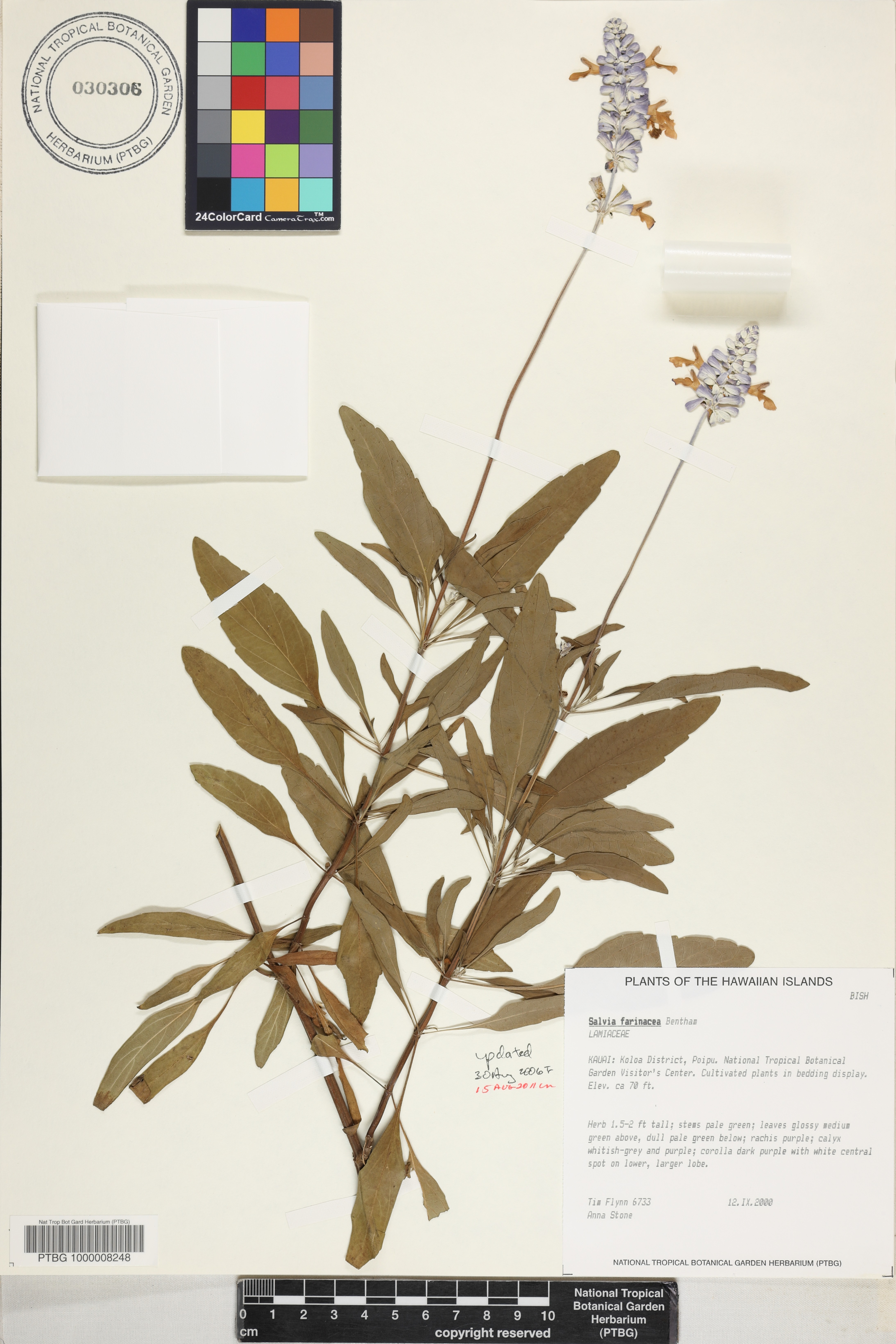 Salvia image
