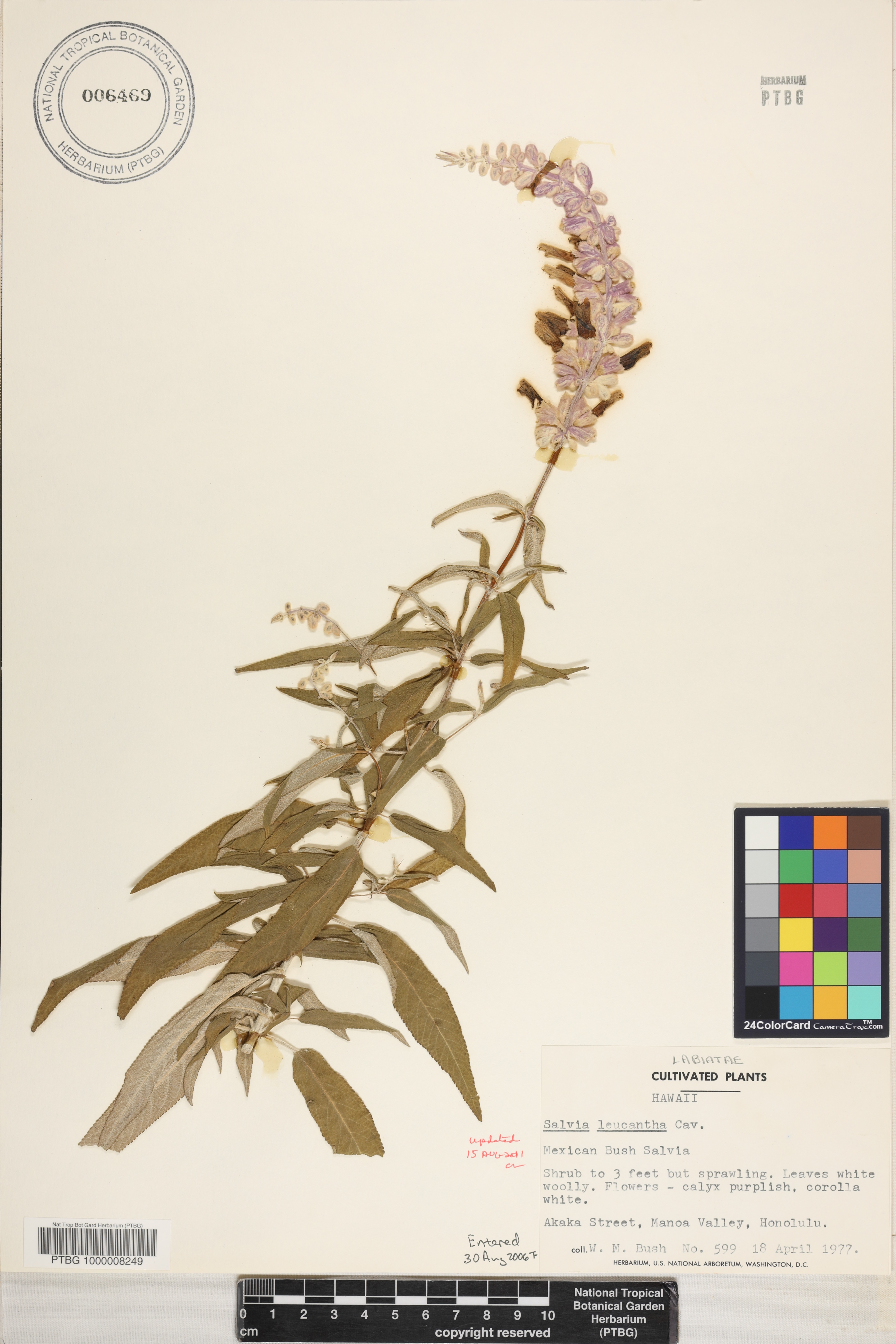 Salvia leucantha image