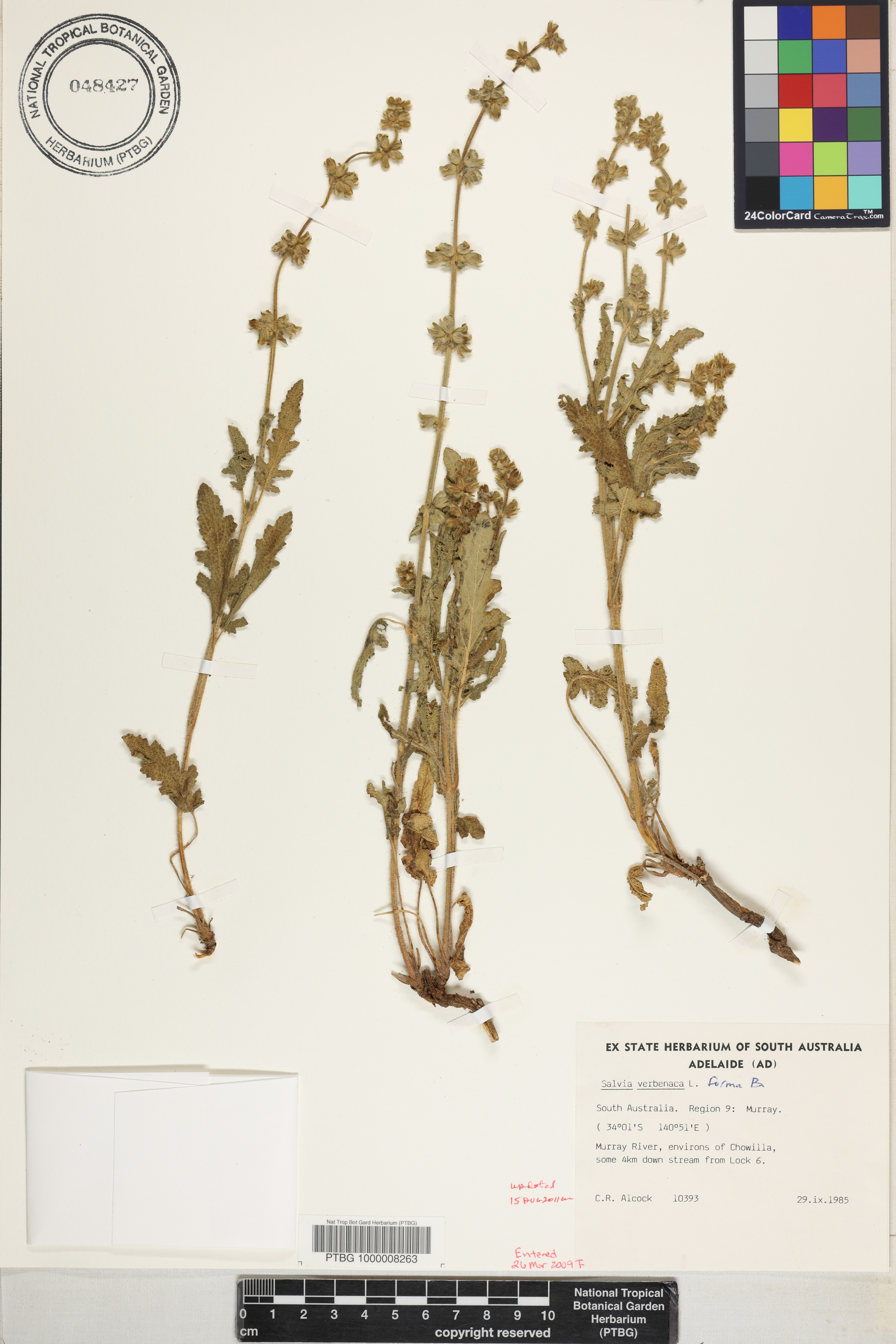 Salvia verbenaca image