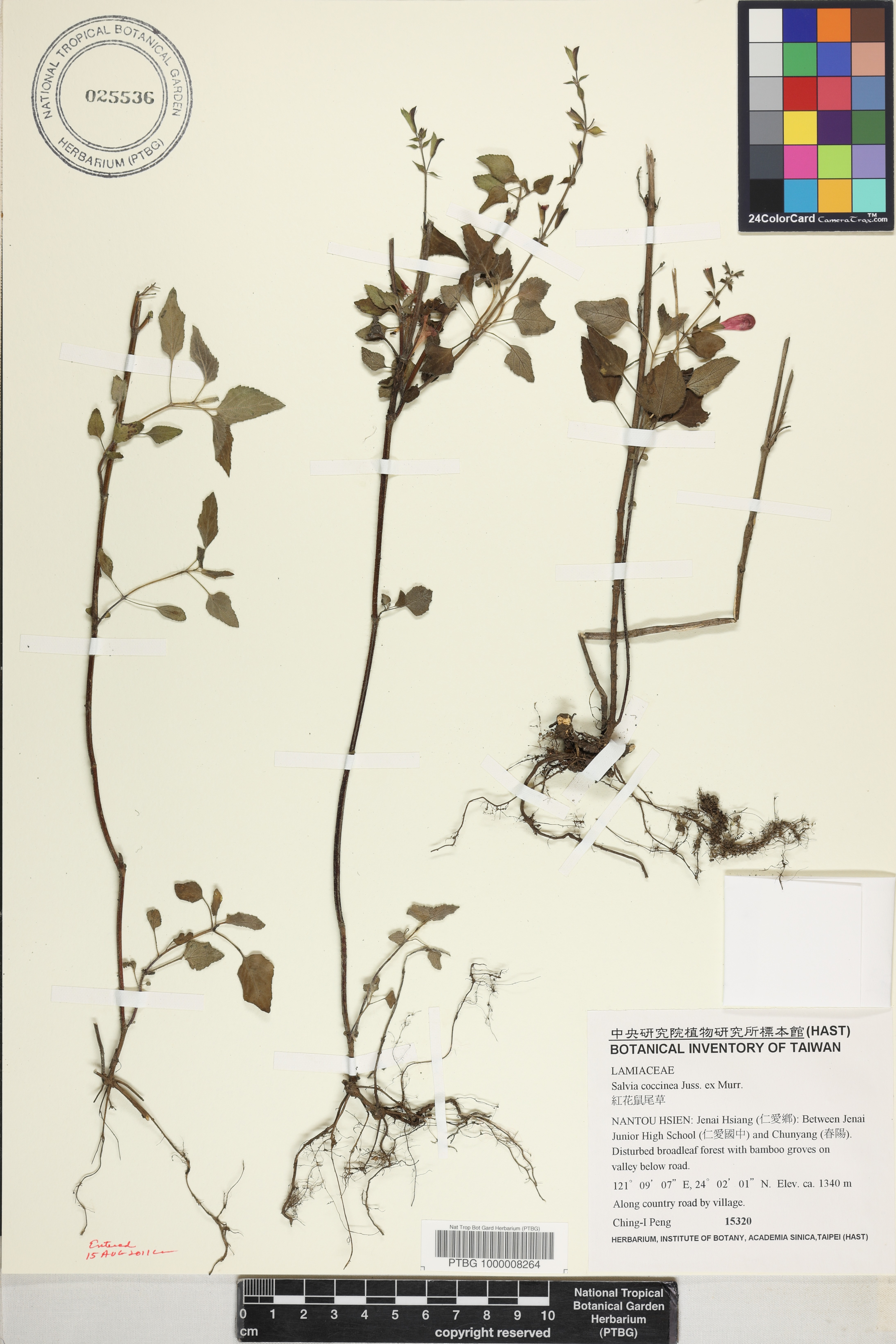 Salvia image