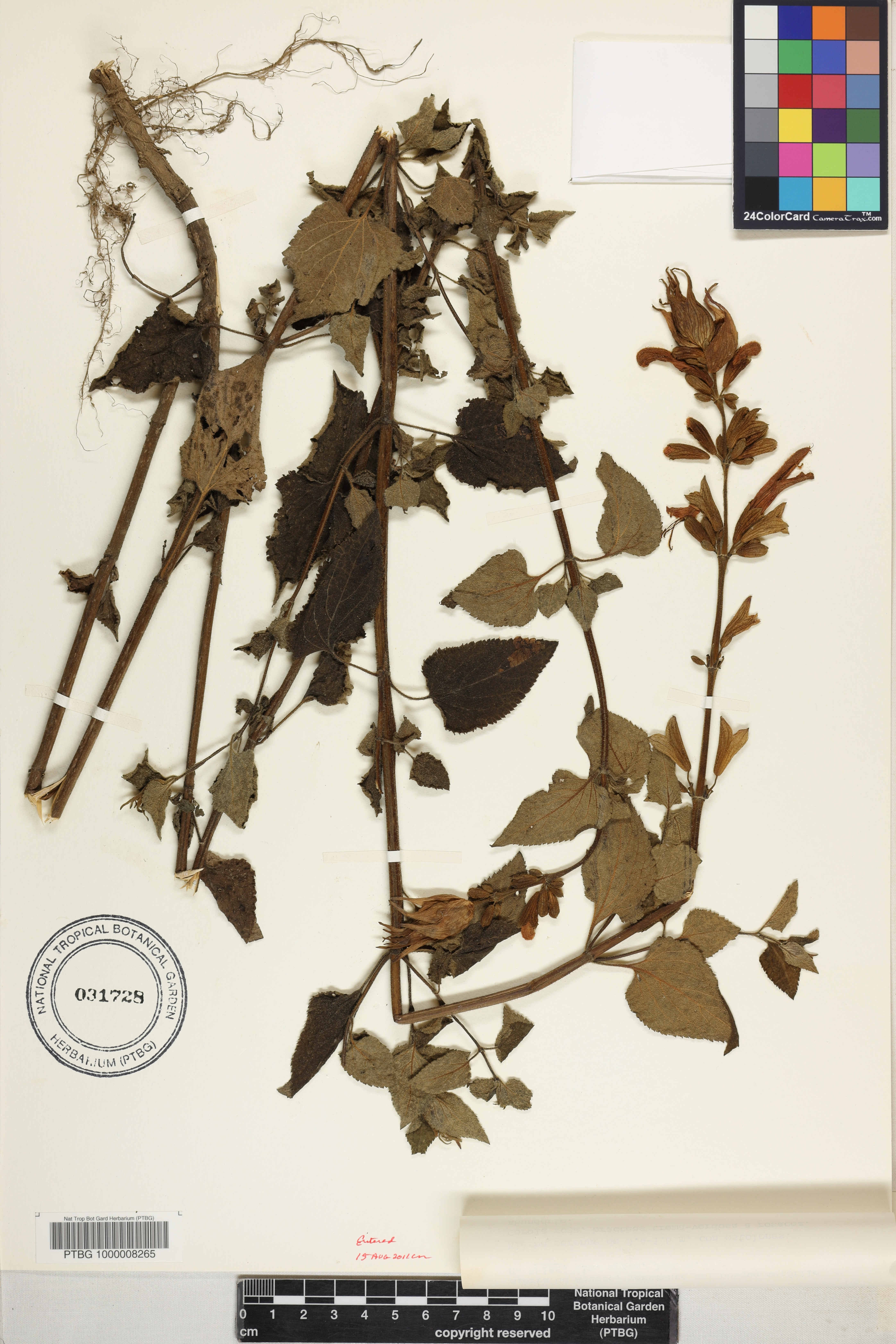 Salvia fulgens image