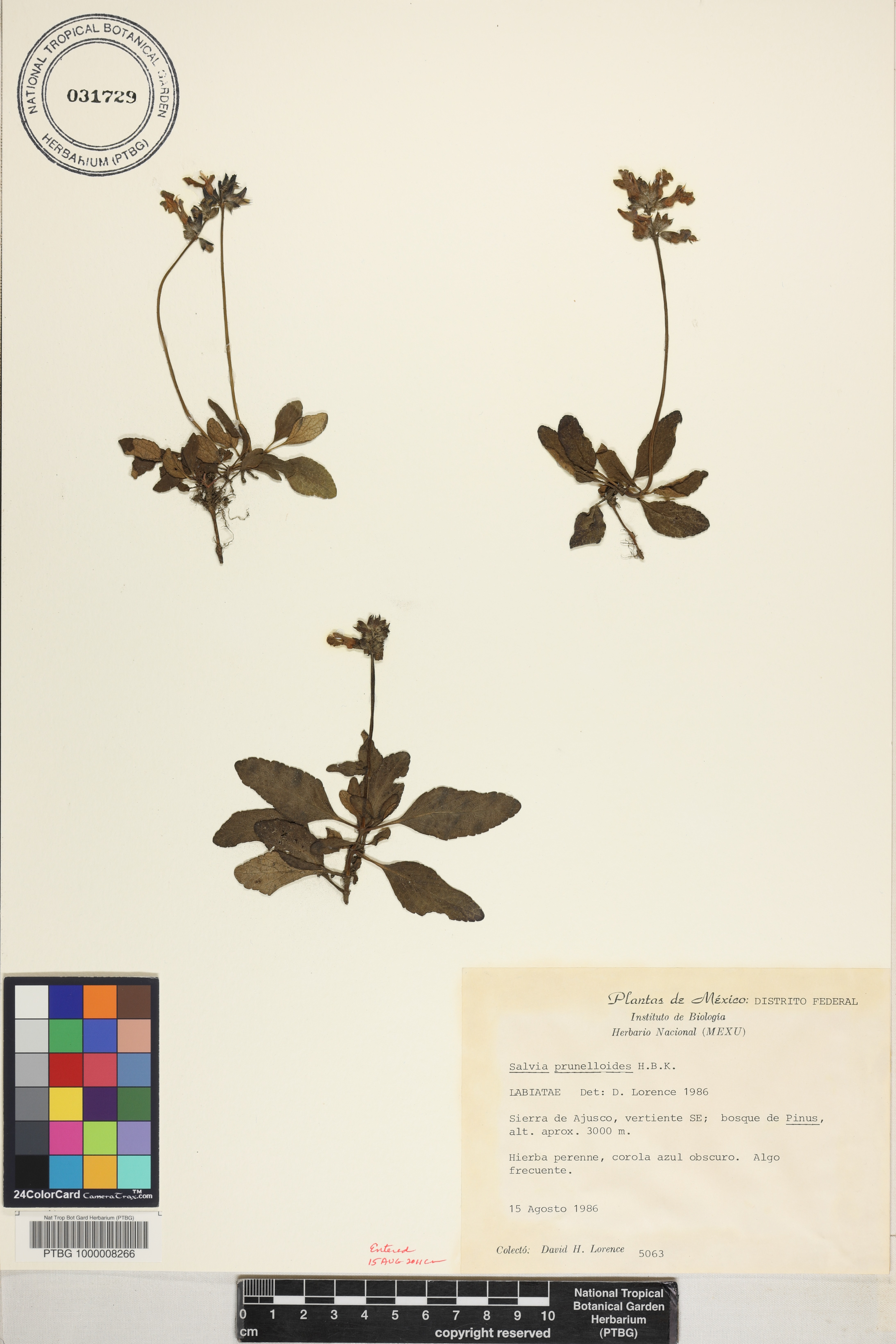 Salvia prunelloides image