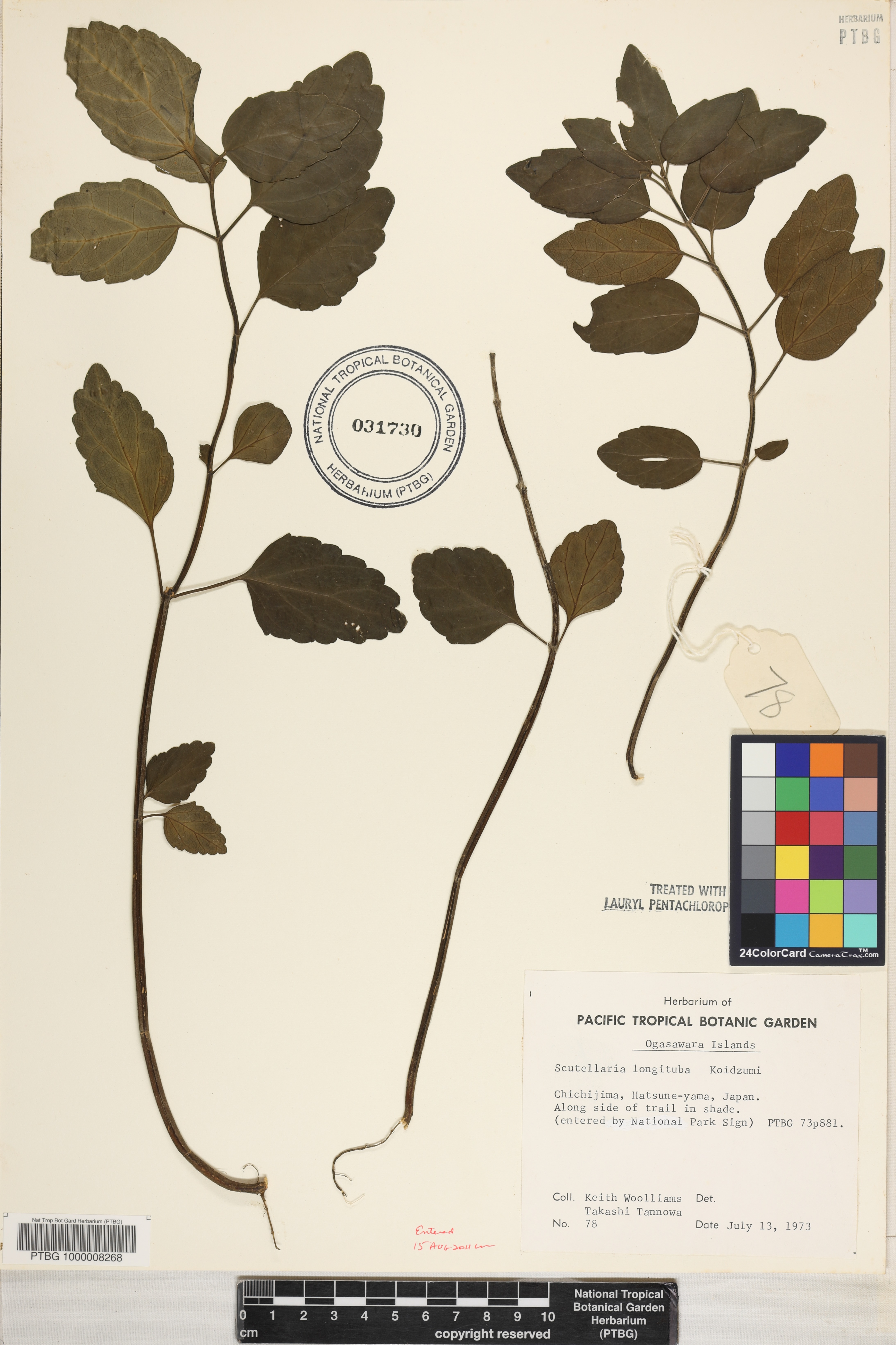 Scutellaria longituba image