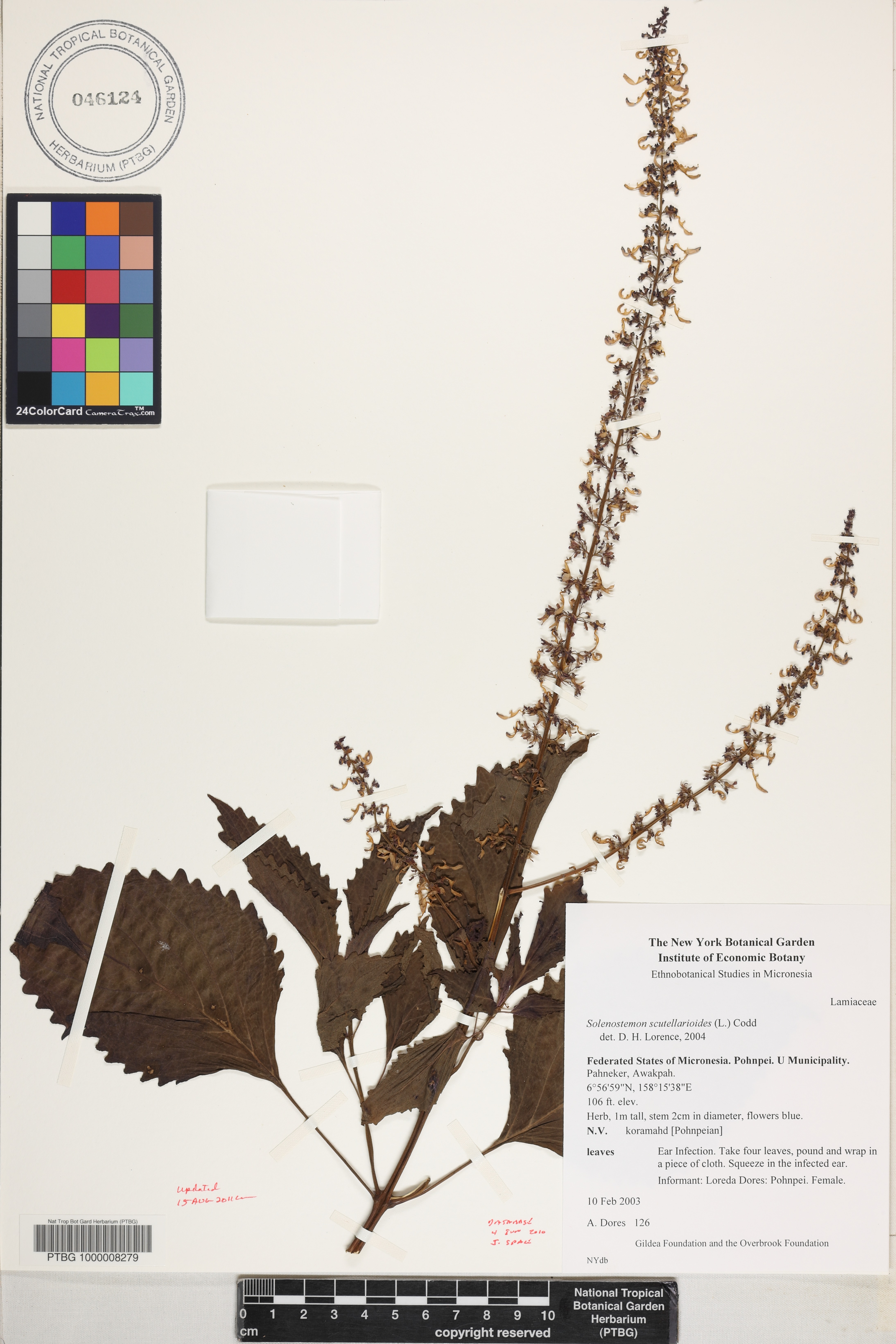 Plectranthus amboinicus image