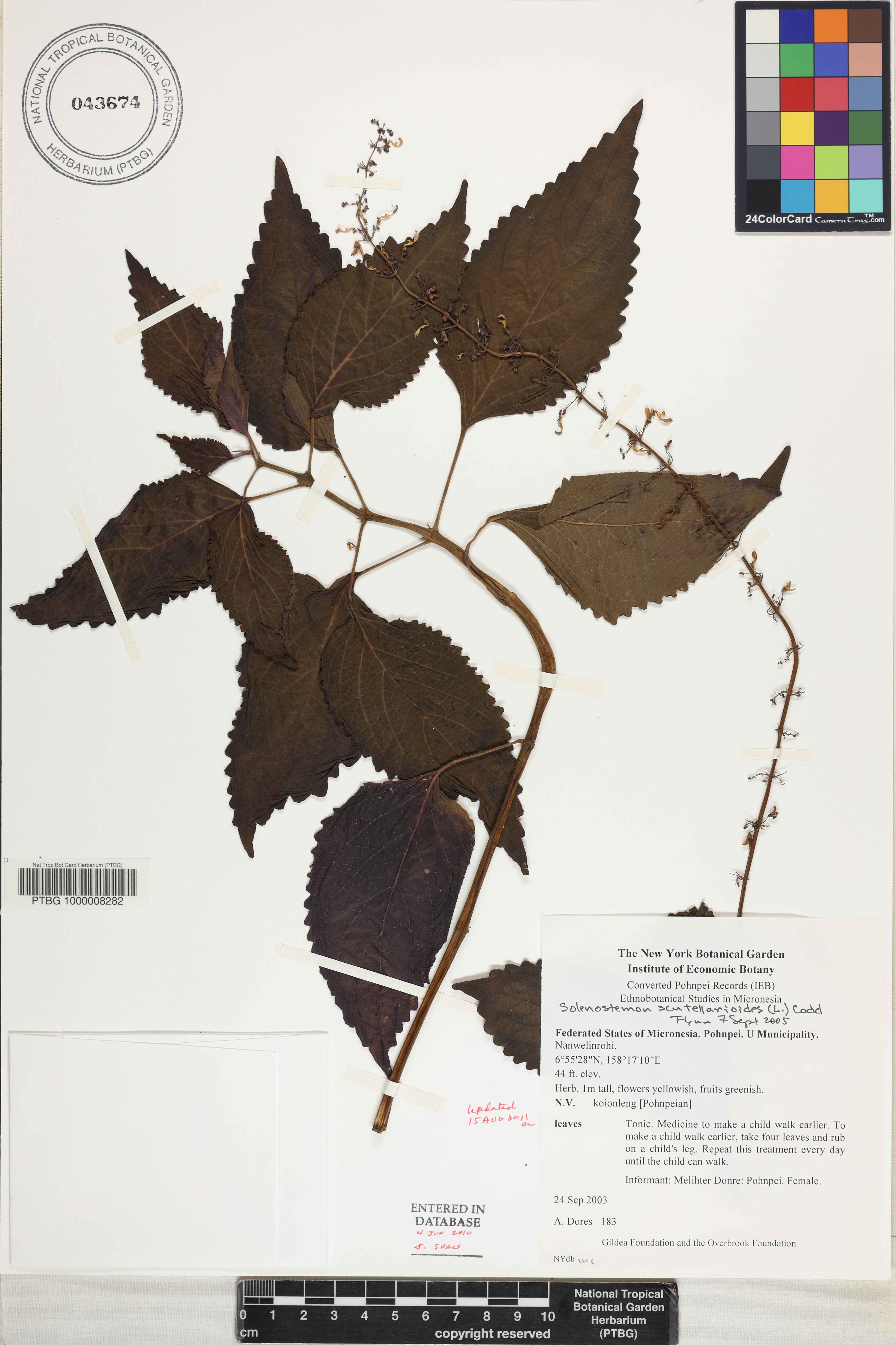 Plectranthus scutellarioides image