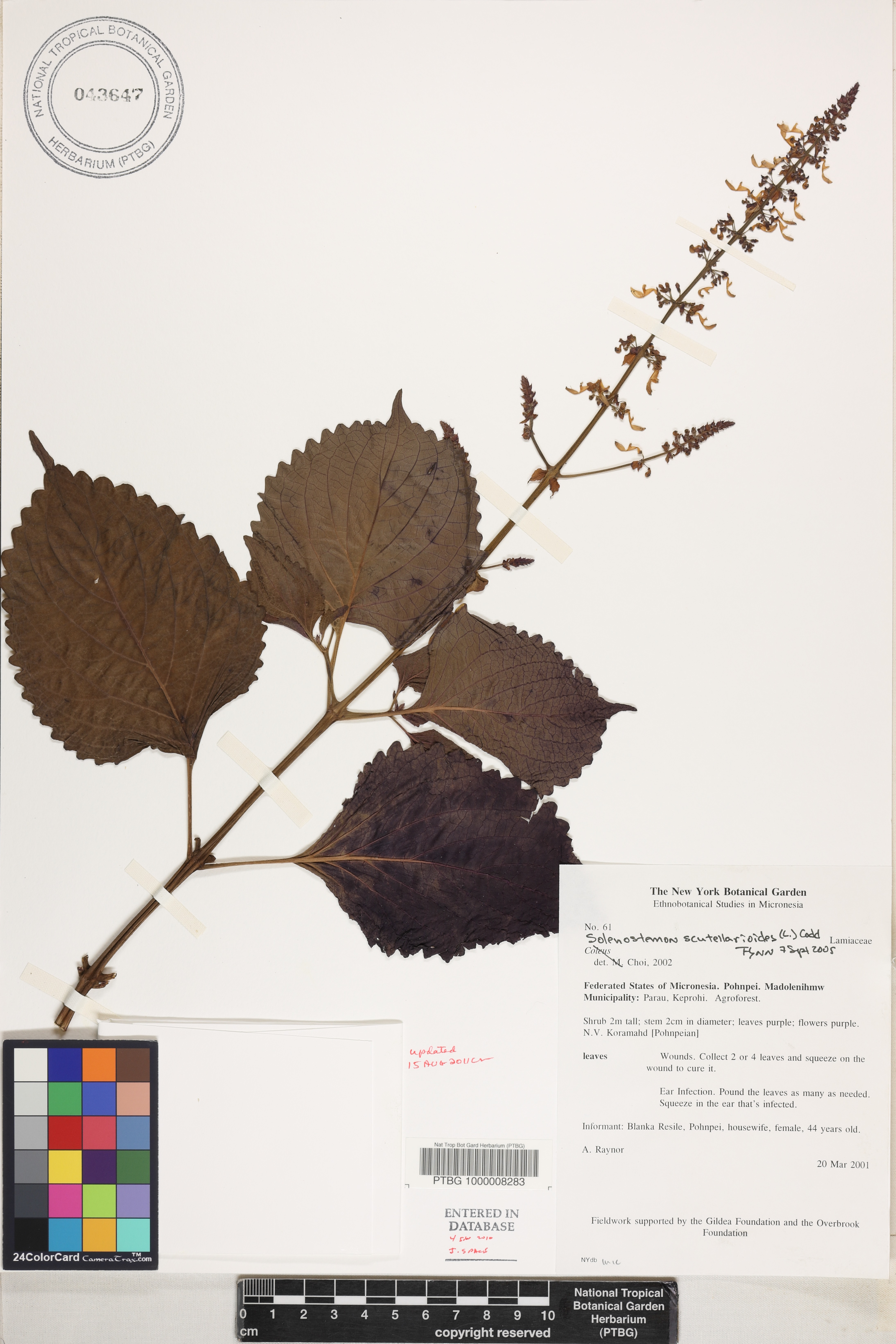 Plectranthus amboinicus image