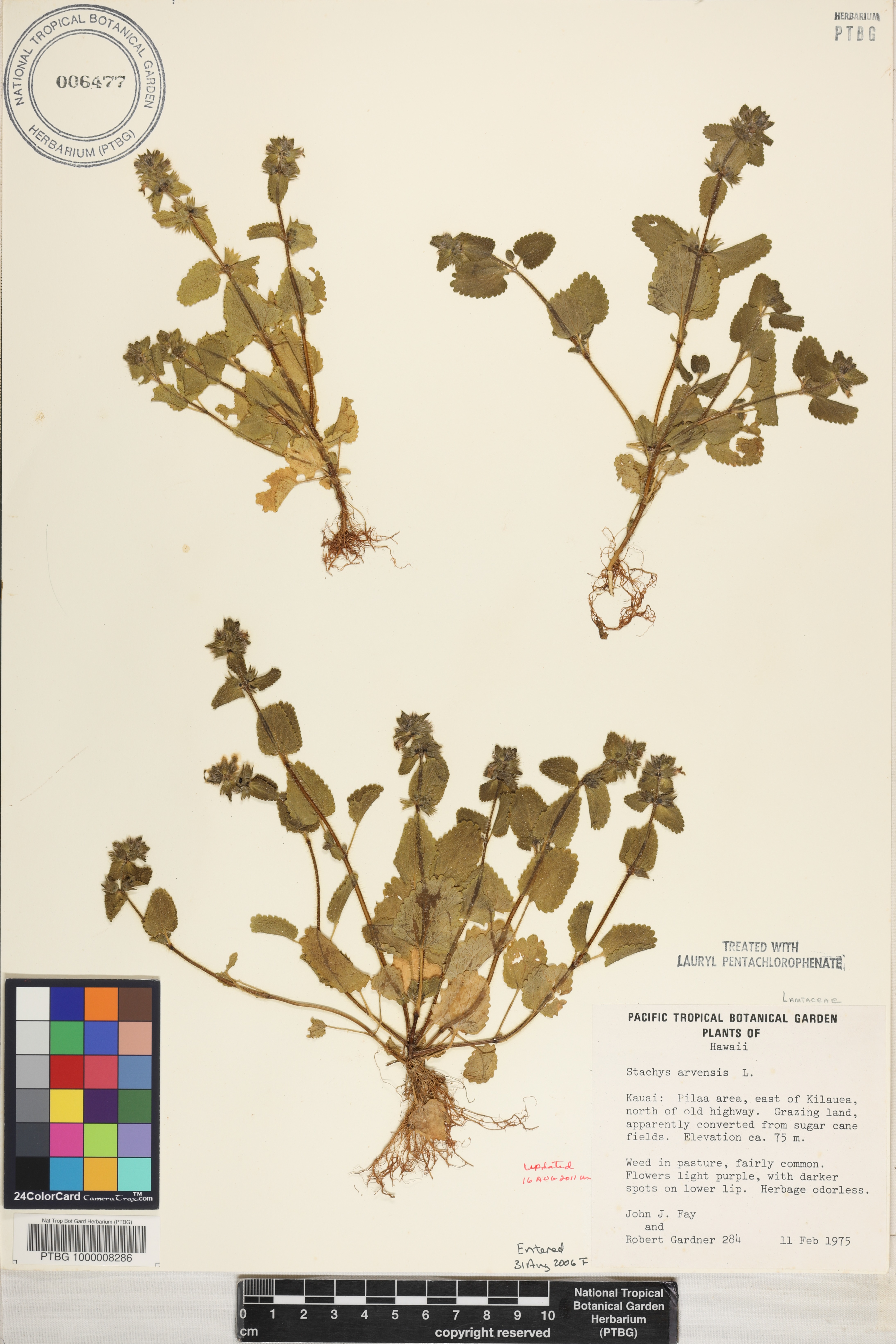 Stachys arvensis image
