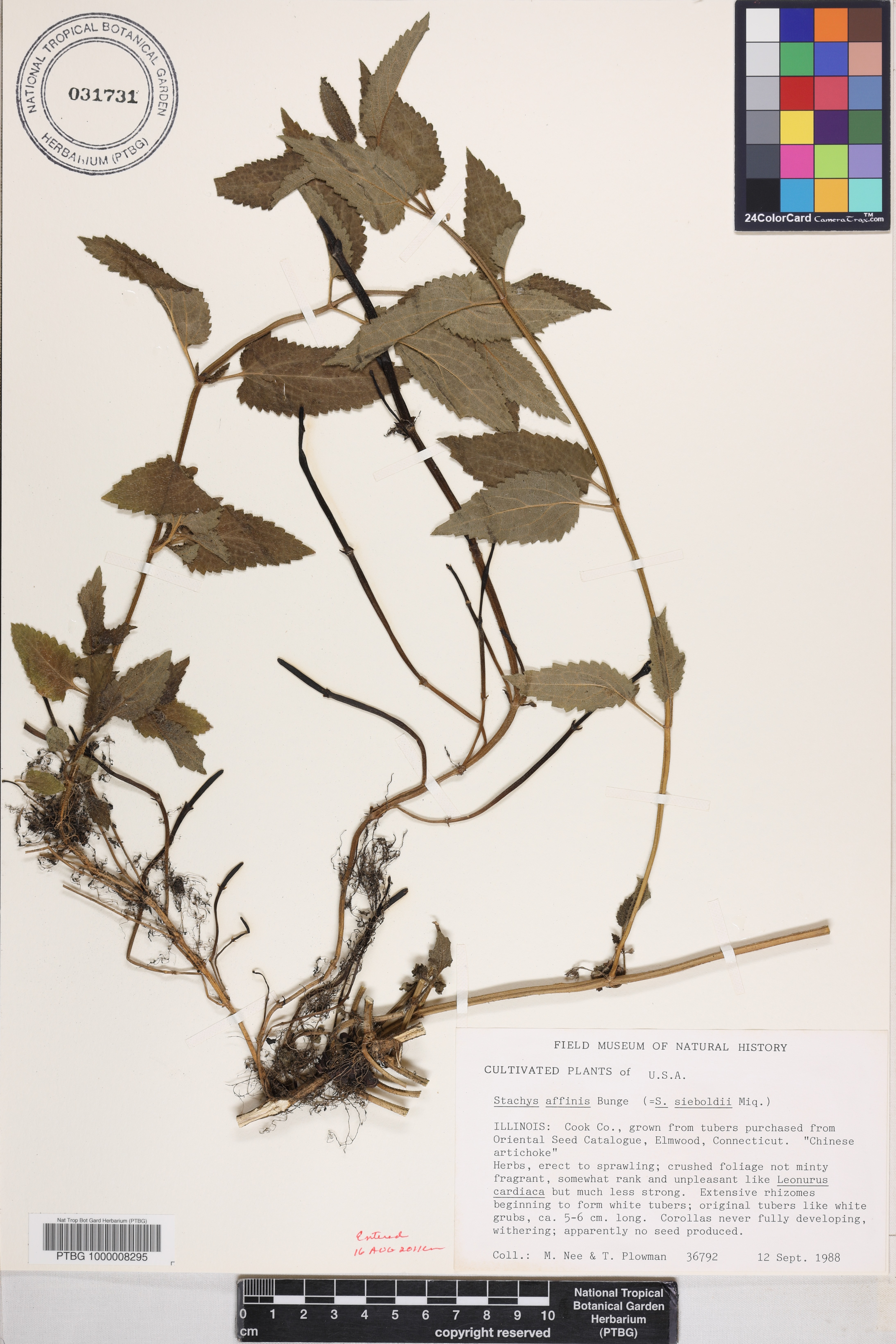 Stachys affinis image
