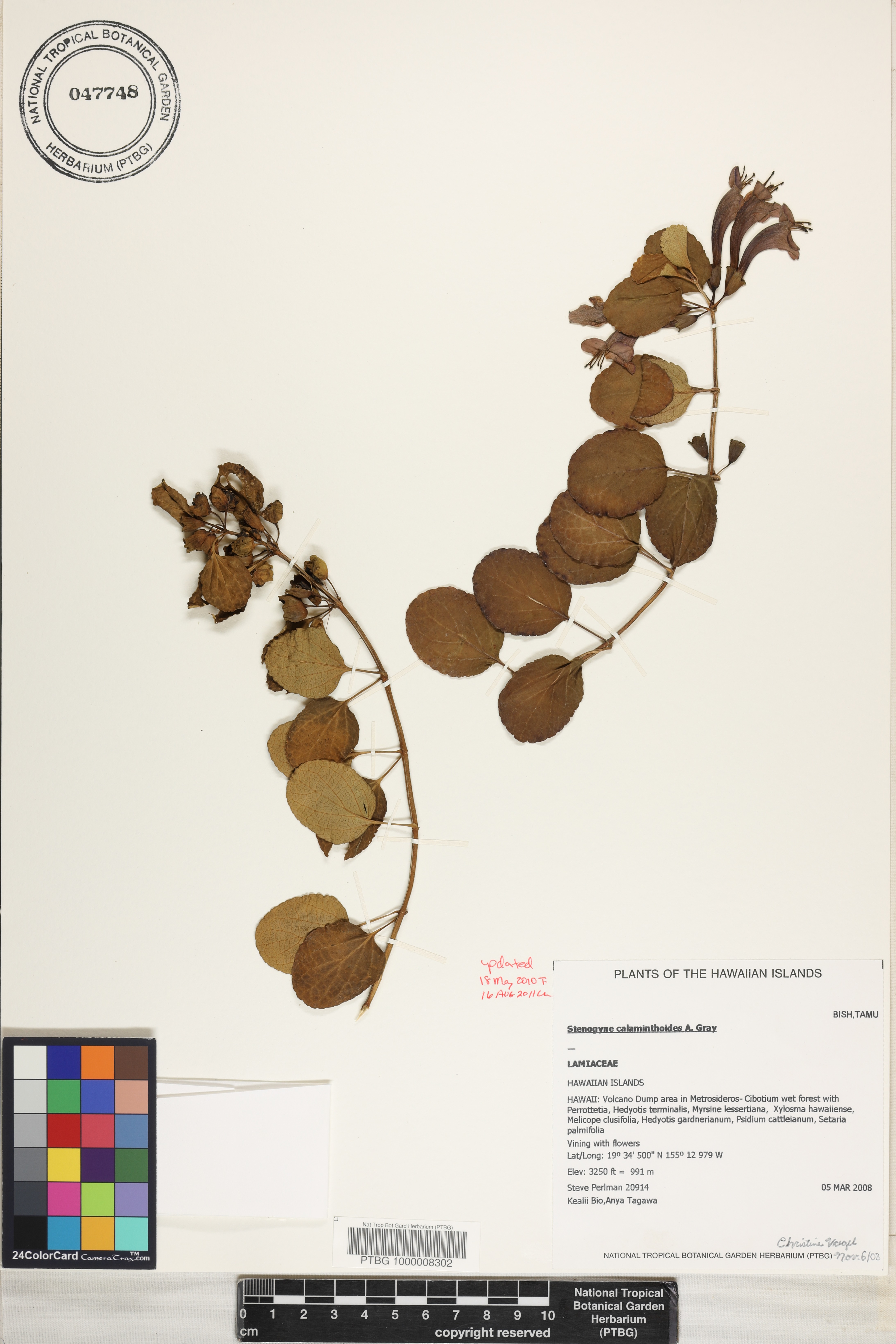 Stenogyne calaminthoides image