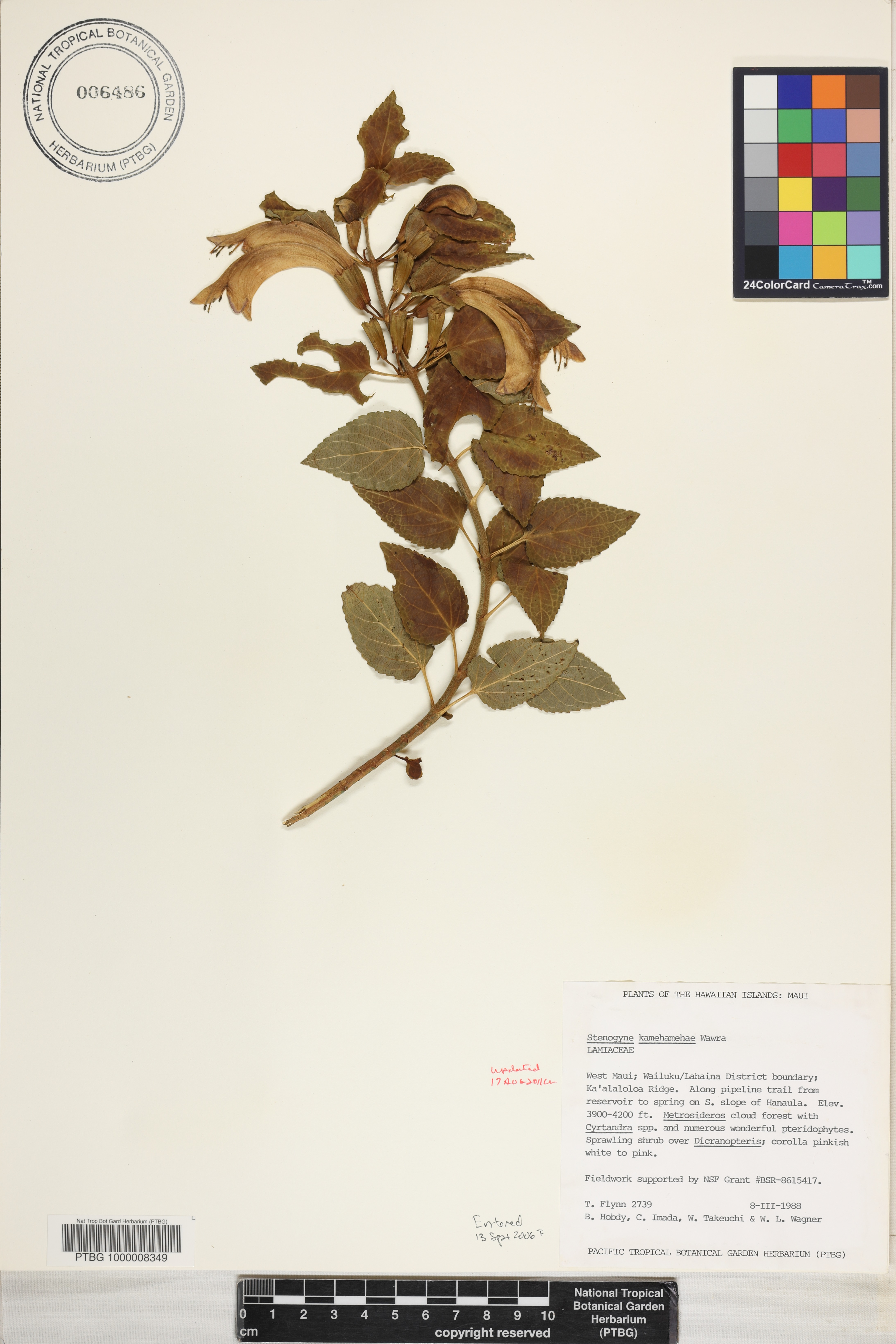 Stenogyne kamehamehae image