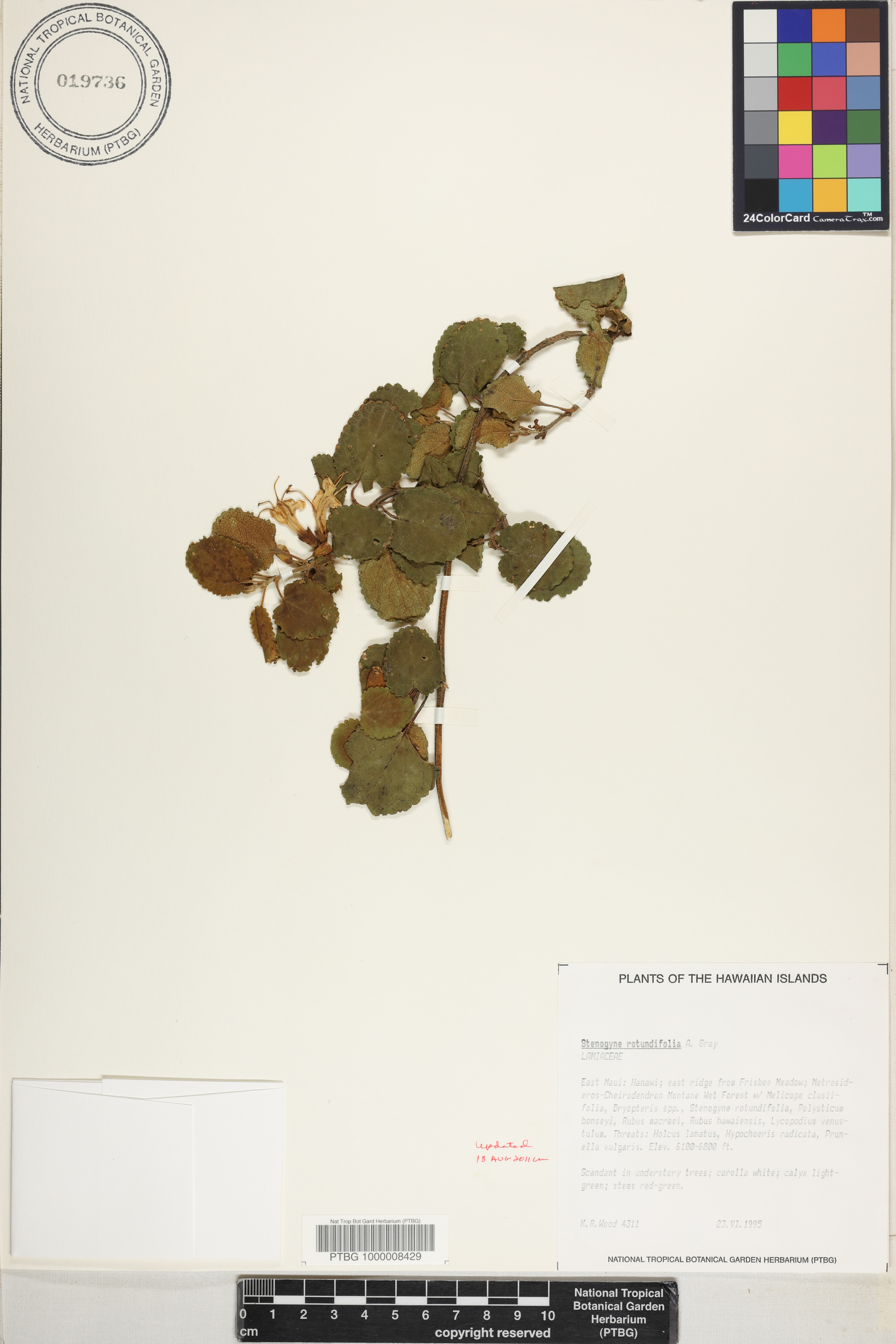 Stenogyne rotundifolia image